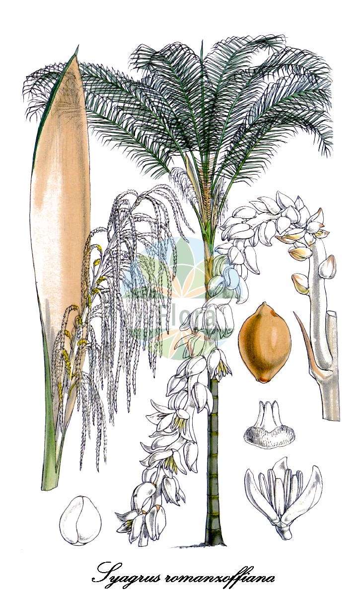 Historische Abbildung von Syagrus romanzoffiana (Queen palm). Das Bild zeigt Blatt, Bluete, Frucht und Same. ---- Historical Drawing of Syagrus romanzoffiana (Queen palm). The image is showing leaf, flower, fruit and seed.(Syagrus romanzoffiana,Queen palm,Syagrus,Queen palm,Arecaceae,Palmengewächse,Palm family,Blatt,Bluete,Frucht,Same,leaf,flower,fruit,seed,Curtis Botanical Magazine (1860))