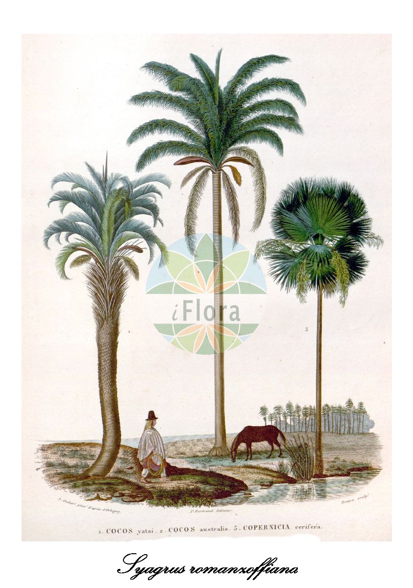 Historische Abbildung von Syagrus romanzoffiana (Queen palm). Das Bild zeigt Blatt, Bluete, Frucht und Same. ---- Historical Drawing of Syagrus romanzoffiana (Queen palm). The image is showing leaf, flower, fruit and seed.(Syagrus romanzoffiana,Queen palm,Syagrus,Queen palm,Arecaceae,Palmengewächse,Palm family,Blatt,Bluete,Frucht,Same,leaf,flower,fruit,seed,d’Orbigny (1847))