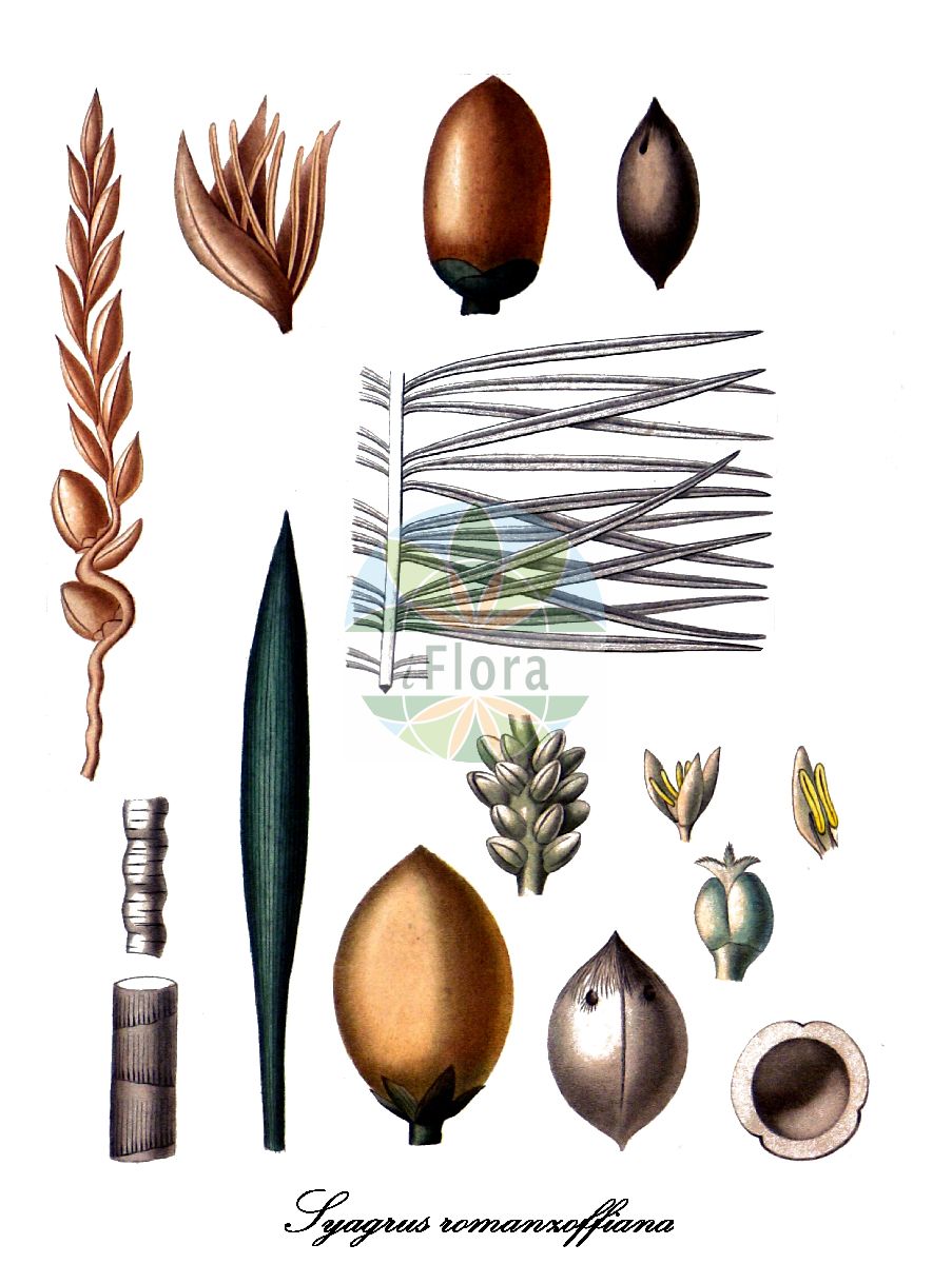 Historische Abbildung von Syagrus romanzoffiana (Queen palm). Das Bild zeigt Blatt, Bluete, Frucht und Same. ---- Historical Drawing of Syagrus romanzoffiana (Queen palm). The image is showing leaf, flower, fruit and seed.(Syagrus romanzoffiana,Queen palm,Syagrus,Queen palm,Arecaceae,Palmengewächse,Palm family,Blatt,Bluete,Frucht,Same,leaf,flower,fruit,seed,d’Orbigny (1847))