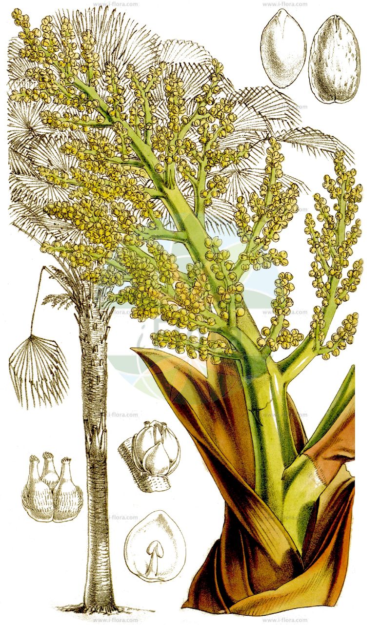 Trachycarpus fortunei - Arecaceae,Plantae,Pteridobiotina,Angiosperms,Arecales,Arecaceae,Trachycarpus,Trachycarpus fortunei,Chamaerops fortunei, Trachycarpus caespitosus, Trachycarpus wagnerianus,Fortunes Hanfpalme;Chinesische Hanfpalme;chusan palm;chinese windmill palm;chusan fan palm;windmill palm;Palmier chanvre;Palmier de Chine;Palma di Fortune