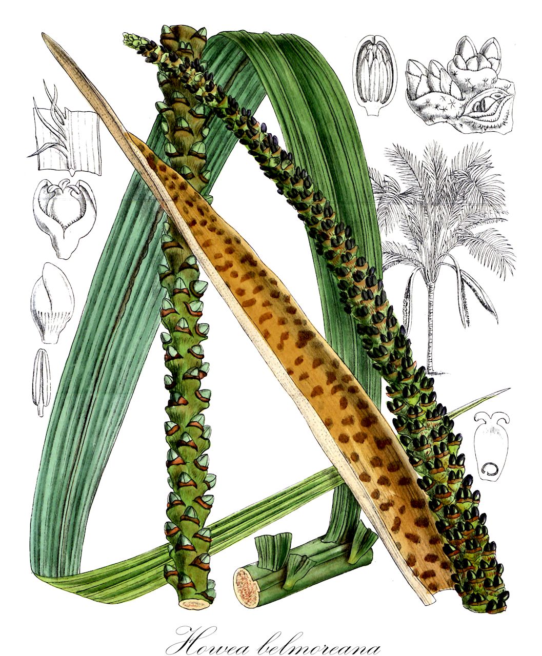 Howea belmoreana - Arecaceae,Plantae,Pteridobiotina,Angiosperms,Arecales,Arecaceae,Howea,Howea belmoreana,Grisebachia belmoreana, Kentia belmoreana