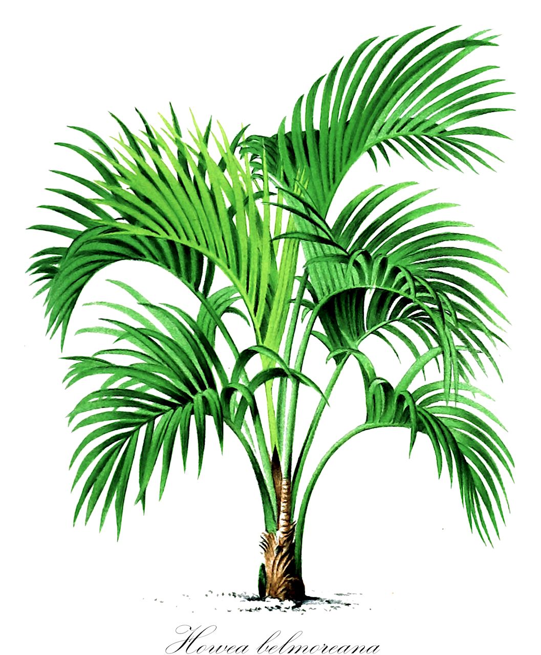 Howea belmoreana - Arecaceae,Plantae,Pteridobiotina,Angiosperms,Arecales,Arecaceae,Howea,Howea belmoreana,Grisebachia belmoreana, Kentia belmoreana