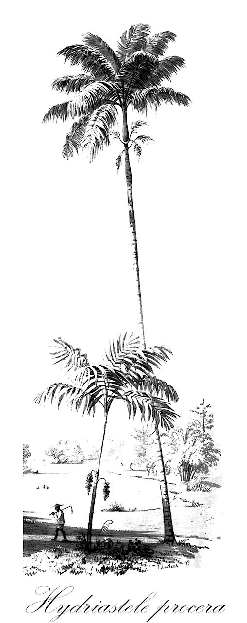 Hydriastele procera - Arecaceae,Plantae,Pteridobiotina,Angiosperms,Arecales,Arecaceae,Hydriastele,Hydriastele procera,Areca procera, Gronophyllum procerum, Kentia procera