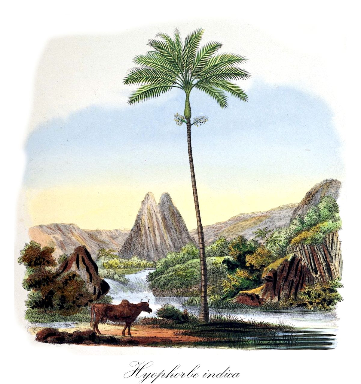 Hyophorbe indica - Arecaceae,Plantae,Pteridobiotina,Angiosperms,Arecales,Arecaceae,Hyophorbe,Hyophorbe indica,Areca lutescens, Hyophorbe commersoniana, Hyophorbe lutescens, Sublimia vilicaulis