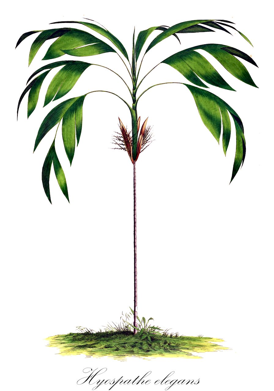 Hyospathe elegans - Arecaceae,Plantae,Pteridobiotina,Angiosperms,Arecales,Arecaceae,Hyospathe,Hyospathe elegans