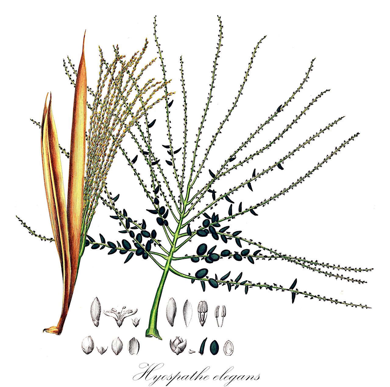 Hyospathe elegans - Arecaceae,Plantae,Pteridobiotina,Angiosperms,Arecales,Arecaceae,Hyospathe,Hyospathe elegans