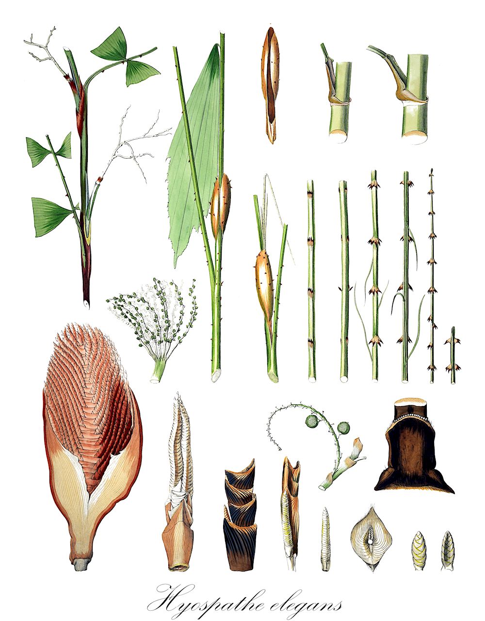 Hyospathe elegans - Arecaceae,Plantae,Pteridobiotina,Angiosperms,Arecales,Arecaceae,Hyospathe,Hyospathe elegans