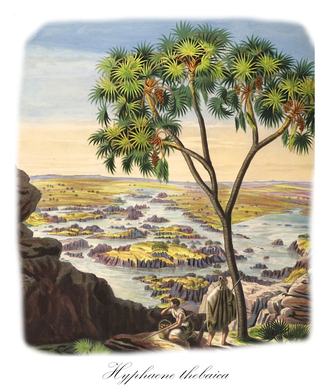 Hyphaene thebaica - Arecaceae,Plantae,Pteridobiotina,Angiosperms,Arecales,Arecaceae,Hyphaene,Hyphaene thebaica,Chamaeriphes crinita, Chamaeriphes thebaica, Corypha thebaica, Cucifera thebaica, Douma thebaica, Hyphaene baikieana, Hyphaene crinita, Hyphaene cuciphera, Hyphaene dahomeensis, Hyphaene dankaliensis, Hyphaene nodularia, Hyphaene occidentalis, Hyphaene santoana, Hyphaene sinaitica, Hyphaene togoensis, Hyphaene tuleyana, Palma thebaica,doum;hyphène;dom mitzri;דּוֹם מִצְרִי