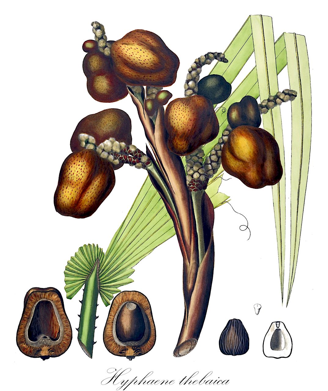 Hyphaene thebaica - Arecaceae,Plantae,Pteridobiotina,Angiosperms,Arecales,Arecaceae,Hyphaene,Hyphaene thebaica,Chamaeriphes crinita, Chamaeriphes thebaica, Corypha thebaica, Cucifera thebaica, Douma thebaica, Hyphaene baikieana, Hyphaene crinita, Hyphaene cuciphera, Hyphaene dahomeensis, Hyphaene dankaliensis, Hyphaene nodularia, Hyphaene occidentalis, Hyphaene santoana, Hyphaene sinaitica, Hyphaene togoensis, Hyphaene tuleyana, Palma thebaica,doum;hyphène;dom mitzri;דּוֹם מִצְרִי