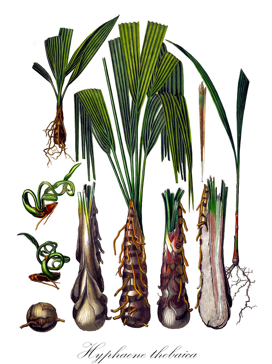 Hyphaene thebaica - Arecaceae,Plantae,Pteridobiotina,Angiosperms,Arecales,Arecaceae,Hyphaene,Hyphaene thebaica,Chamaeriphes crinita, Chamaeriphes thebaica, Corypha thebaica, Cucifera thebaica, Douma thebaica, Hyphaene baikieana, Hyphaene crinita, Hyphaene cuciphera, Hyphaene dahomeensis, Hyphaene dankaliensis, Hyphaene nodularia, Hyphaene occidentalis, Hyphaene santoana, Hyphaene sinaitica, Hyphaene togoensis, Hyphaene tuleyana, Palma thebaica,doum;hyphène;dom mitzri;דּוֹם מִצְרִי
