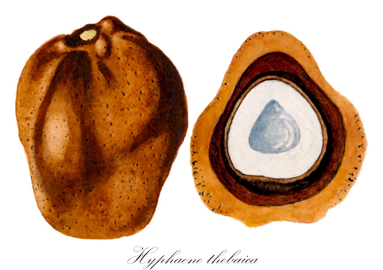 Hyphaene thebaica - Arecaceae,Plantae,Pteridobiotina,Angiosperms,Arecales,Arecaceae,Hyphaene,Hyphaene thebaica,Chamaeriphes crinita, Chamaeriphes thebaica, Corypha thebaica, Cucifera thebaica, Douma thebaica, Hyphaene baikieana, Hyphaene crinita, Hyphaene cuciphera, Hyphaene dahomeensis, Hyphaene dankaliensis, Hyphaene nodularia, Hyphaene occidentalis, Hyphaene santoana, Hyphaene sinaitica, Hyphaene togoensis, Hyphaene tuleyana, Palma thebaica,doum;hyphène;dom mitzri;דּוֹם מִצְרִי