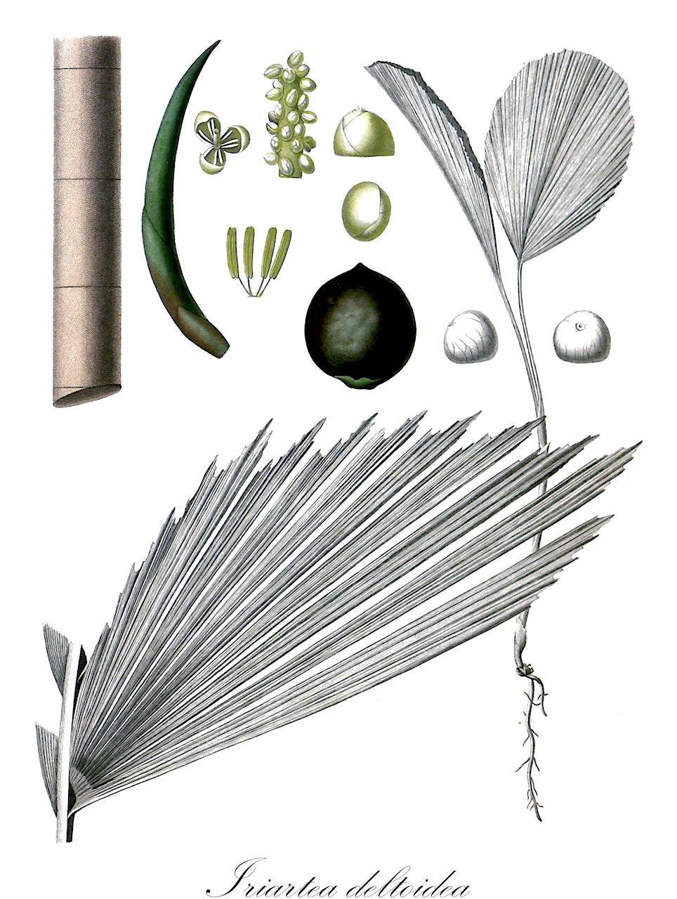 Iriartea deltoidea - Arecaceae,Plantae,Pteridobiotina,Angiosperms,Arecales,Arecaceae,Iriartea,Iriartea deltoidea,Deckeria corneto, Deckeria phaeocarpa, Deckeria ventricosa, Iriartea corneto, Iriartea gigantea, Iriartea gigantea, Iriartea megalocarpa, Iriartea phaeocarpa, Iriartea robusta, Iriartea robusta, Iriartea ventricosa, Iriartea weberbaueri, Iriartea xanthorhiza