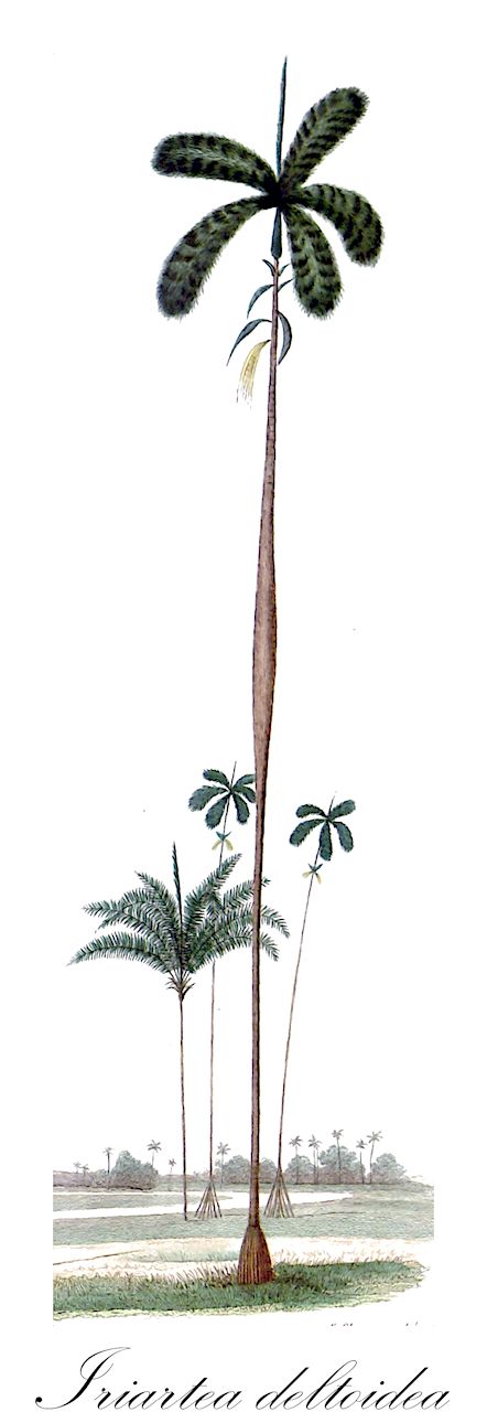 Iriartea deltoidea - Arecaceae,Plantae,Pteridobiotina,Angiosperms,Arecales,Arecaceae,Iriartea,Iriartea deltoidea,Deckeria corneto, Deckeria phaeocarpa, Deckeria ventricosa, Iriartea corneto, Iriartea gigantea, Iriartea gigantea, Iriartea megalocarpa, Iriartea phaeocarpa, Iriartea robusta, Iriartea robusta, Iriartea ventricosa, Iriartea weberbaueri, Iriartea xanthorhiza