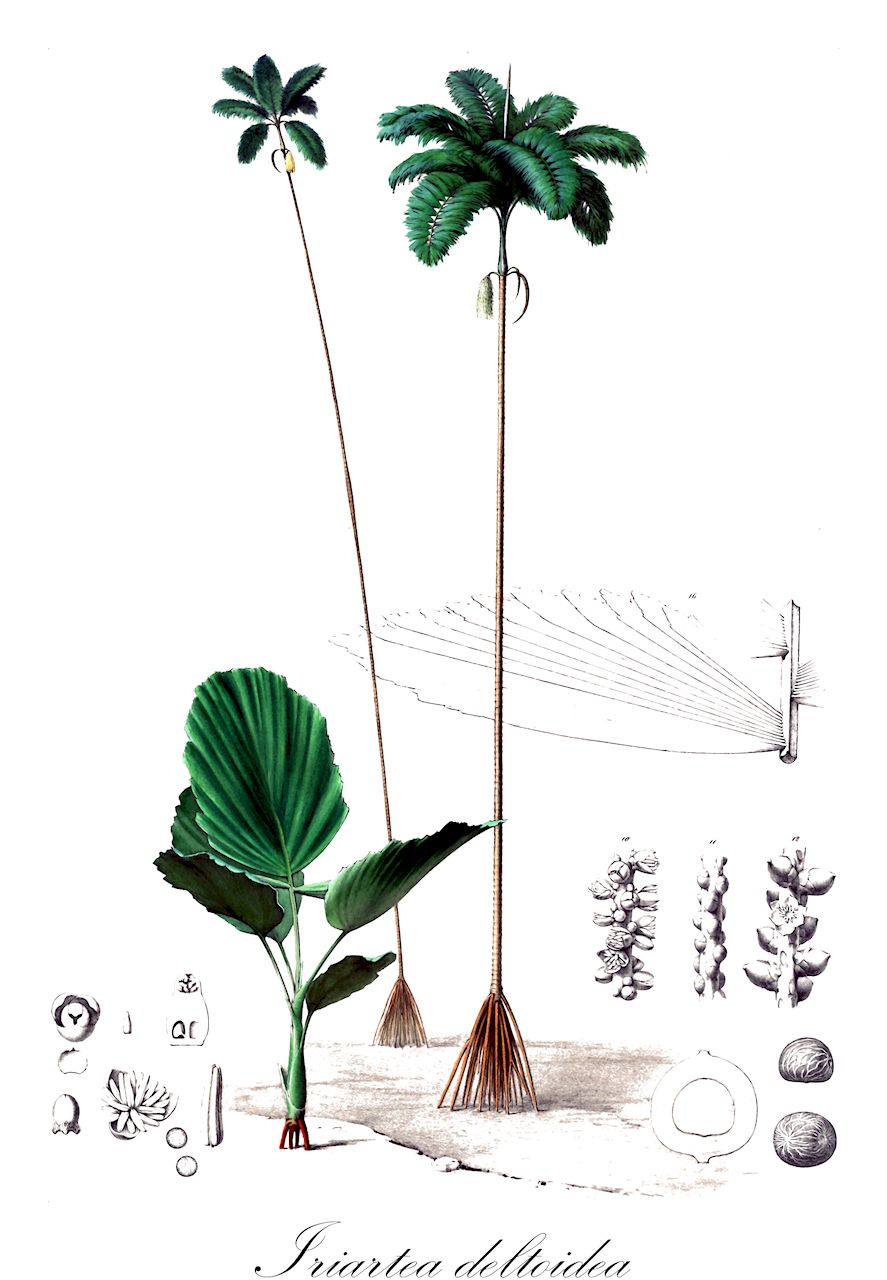 Iriartea deltoidea - Arecaceae,Plantae,Pteridobiotina,Angiosperms,Arecales,Arecaceae,Iriartea,Iriartea deltoidea,Deckeria corneto, Deckeria phaeocarpa, Deckeria ventricosa, Iriartea corneto, Iriartea gigantea, Iriartea gigantea, Iriartea megalocarpa, Iriartea phaeocarpa, Iriartea robusta, Iriartea robusta, Iriartea ventricosa, Iriartea weberbaueri, Iriartea xanthorhiza