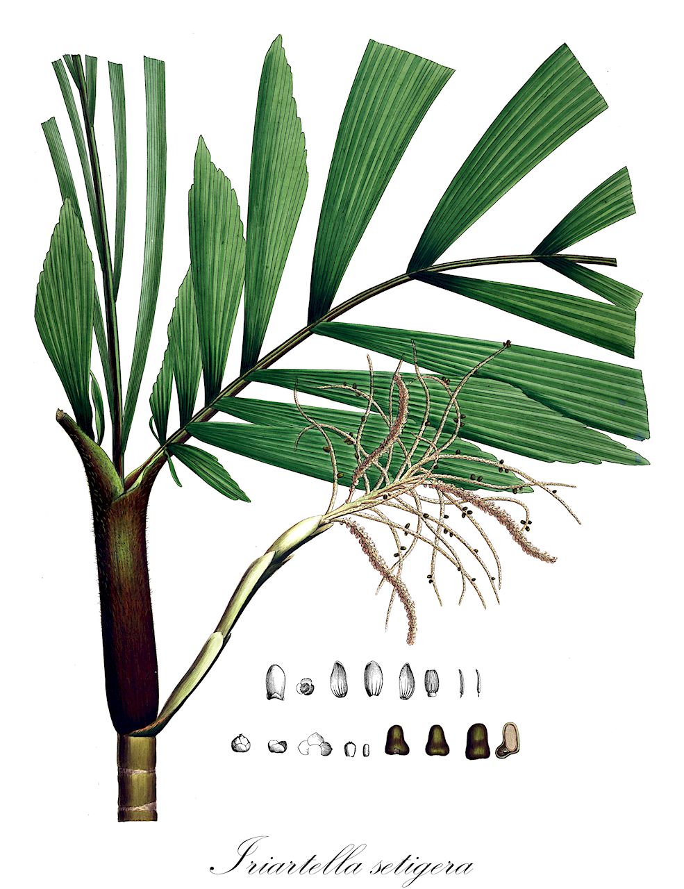 Iriartella setigera - Arecaceae,Plantae,Pteridobiotina,Angiosperms,Arecales,Arecaceae,Iriartella,Iriartella setigera,Cuatrecasea spruceana, Cuatrecasea vaupesana, Iriartea pruriens, Iriartea setigera, Iriartea spruceana, Iriartella setigera var. pruriens