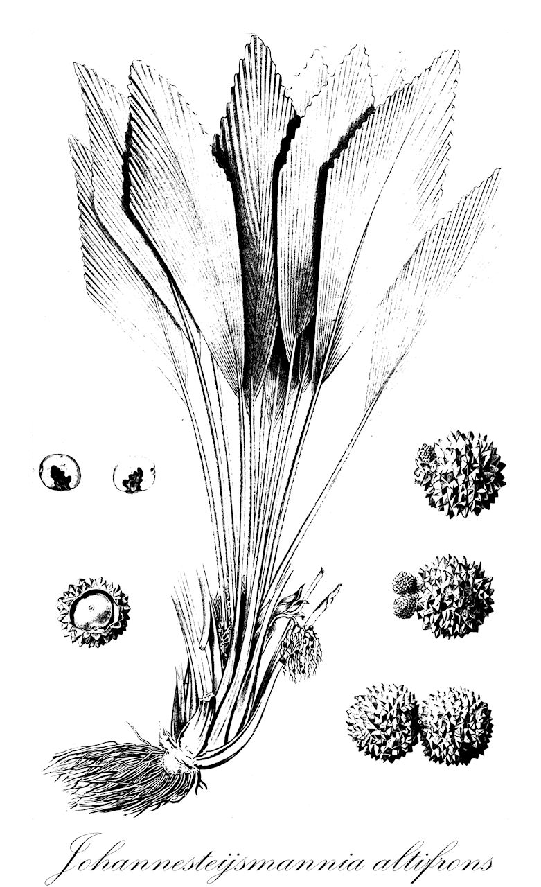 Johannesteijsmannia altifrons - Arecaceae,Plantae,Pteridobiotina,Angiosperms,Arecales,Arecaceae,Johannesteijsmannia,Johannesteijsmannia altifrons,Teysmannia altifrons