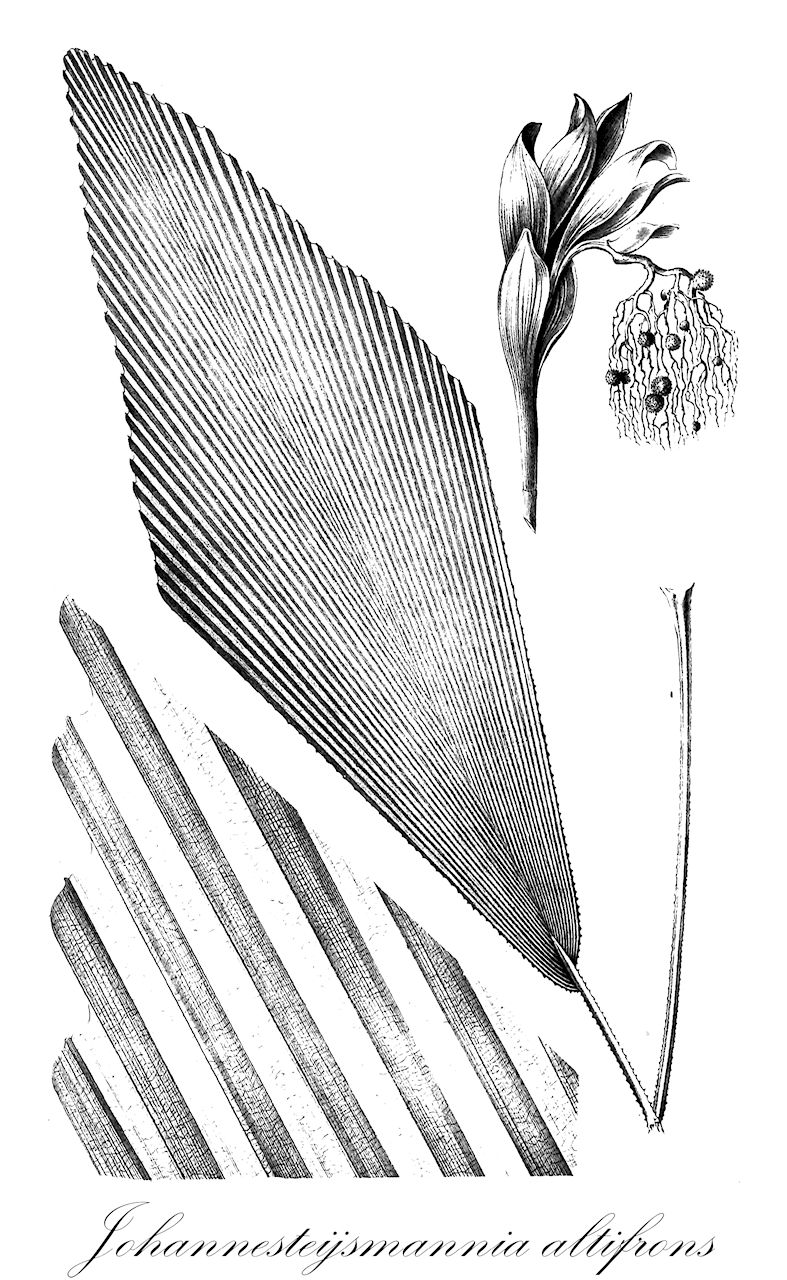 Johannesteijsmannia altifrons - Arecaceae,Plantae,Pteridobiotina,Angiosperms,Arecales,Arecaceae,Johannesteijsmannia,Johannesteijsmannia altifrons,Teysmannia altifrons