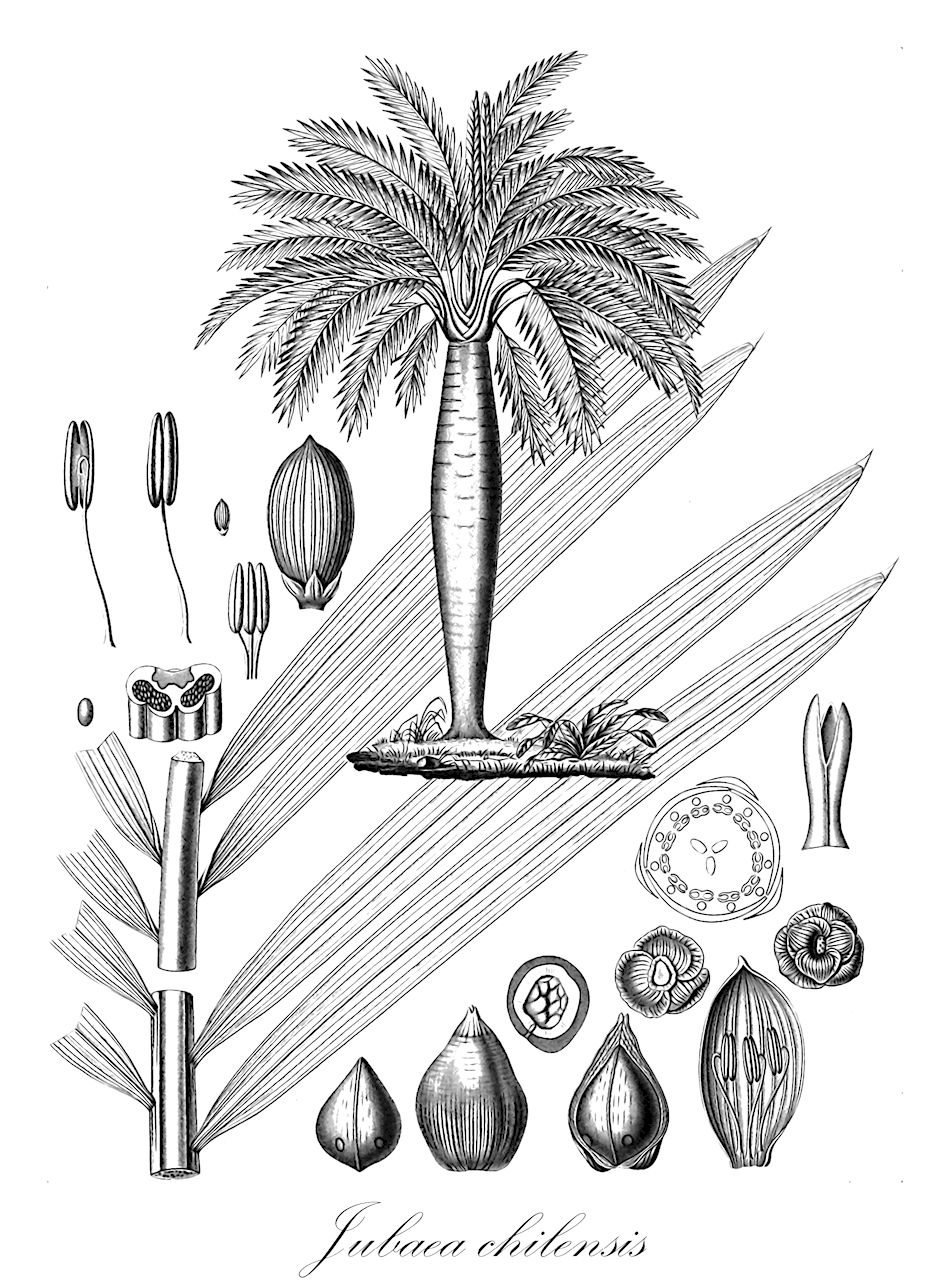 Jubaea chilensis - Arecaceae,Plantae,Pteridobiotina,Angiosperms,Arecales,Arecaceae,Jubaea,Jubaea chilensis,Cocos chilensis, Cocos chilensis, Jubaea spectabilis, Micrococos chilensis, Molinaea micrococos, Palma chilensis, Palma chilensis,Honigpalme;Mähnenpalme
