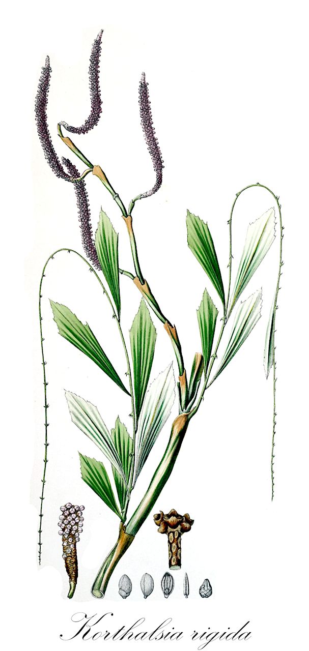 Korthalsia rigida - Arecaceae,Plantae,Pteridobiotina,Angiosperms,Arecales,Arecaceae,Korthalsia,Korthalsia rigida,Calamosagus ochriger, Calamosagus polystachys, Korthalsia ferox var. malayana, Korthalsia hallieriana, Korthalsia paludosa, Korthalsia polystachya