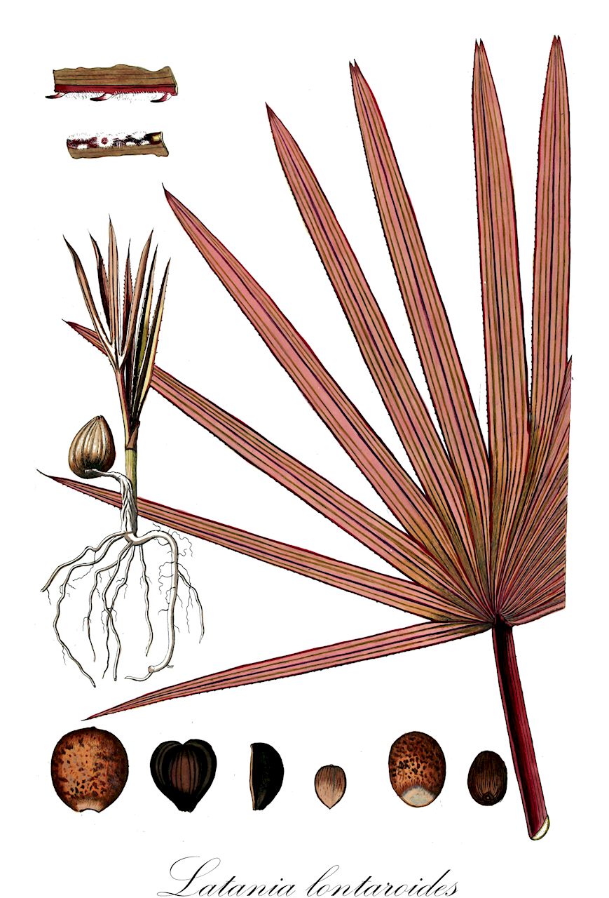Latania lontaroides - Arecaceae,Plantae,Pteridobiotina,Angiosperms,Arecales,Arecaceae,Latania,Latania lontaroides,Cleophora commersonii, Cleophora lontaroides, Latania borbonica, Latania commersonii, Latania plagicoma, Latania rubra, Latania vera, Livistona borbonica