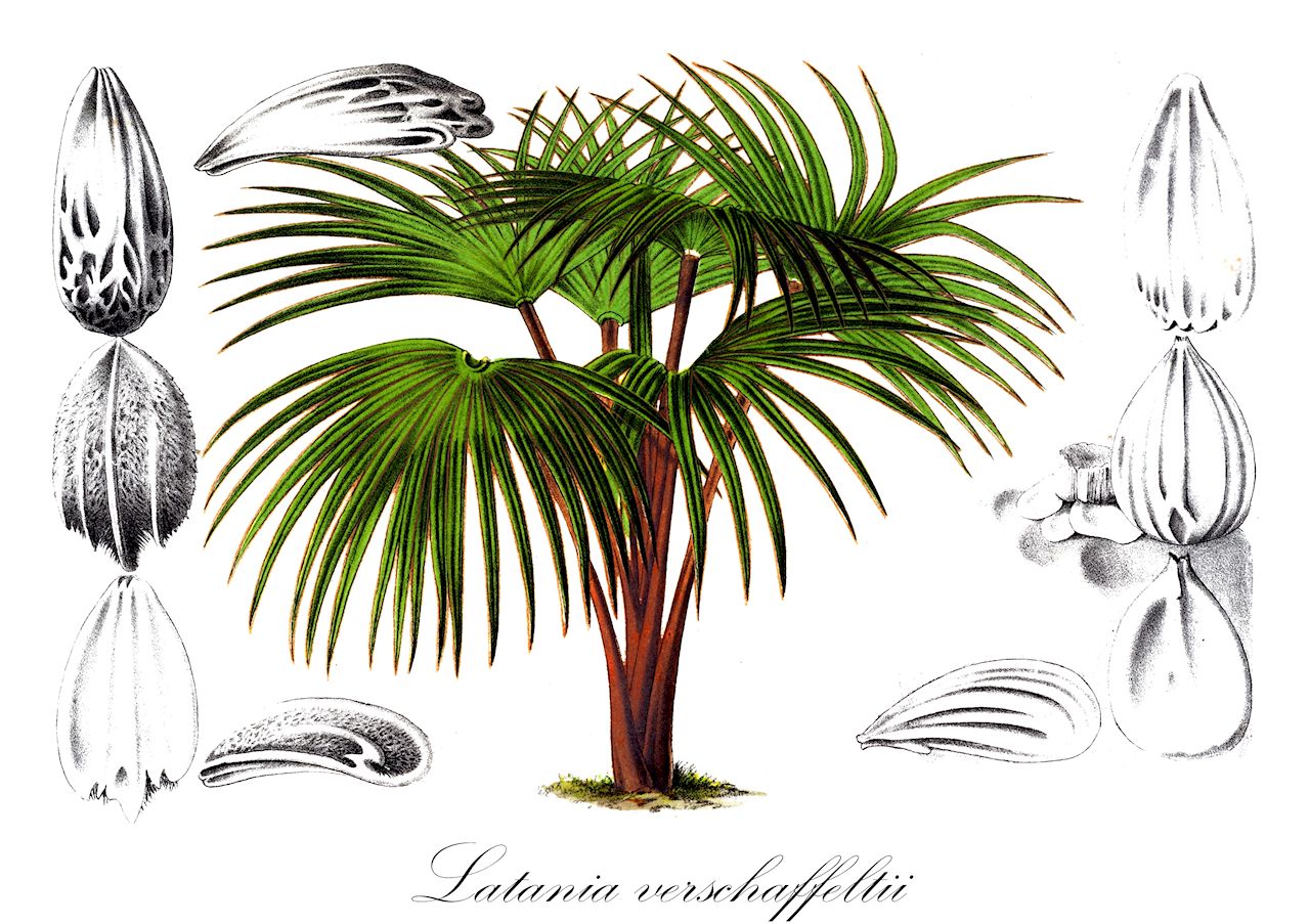 Latania verschaffeltii - Arecaceae,Plantae,Pteridobiotina,Angiosperms,Arecales,Arecaceae,Latania,Latania verschaffeltii,Cleophora verschaffeltii, Latania aurea, Latania aurea, Latania flavescens
