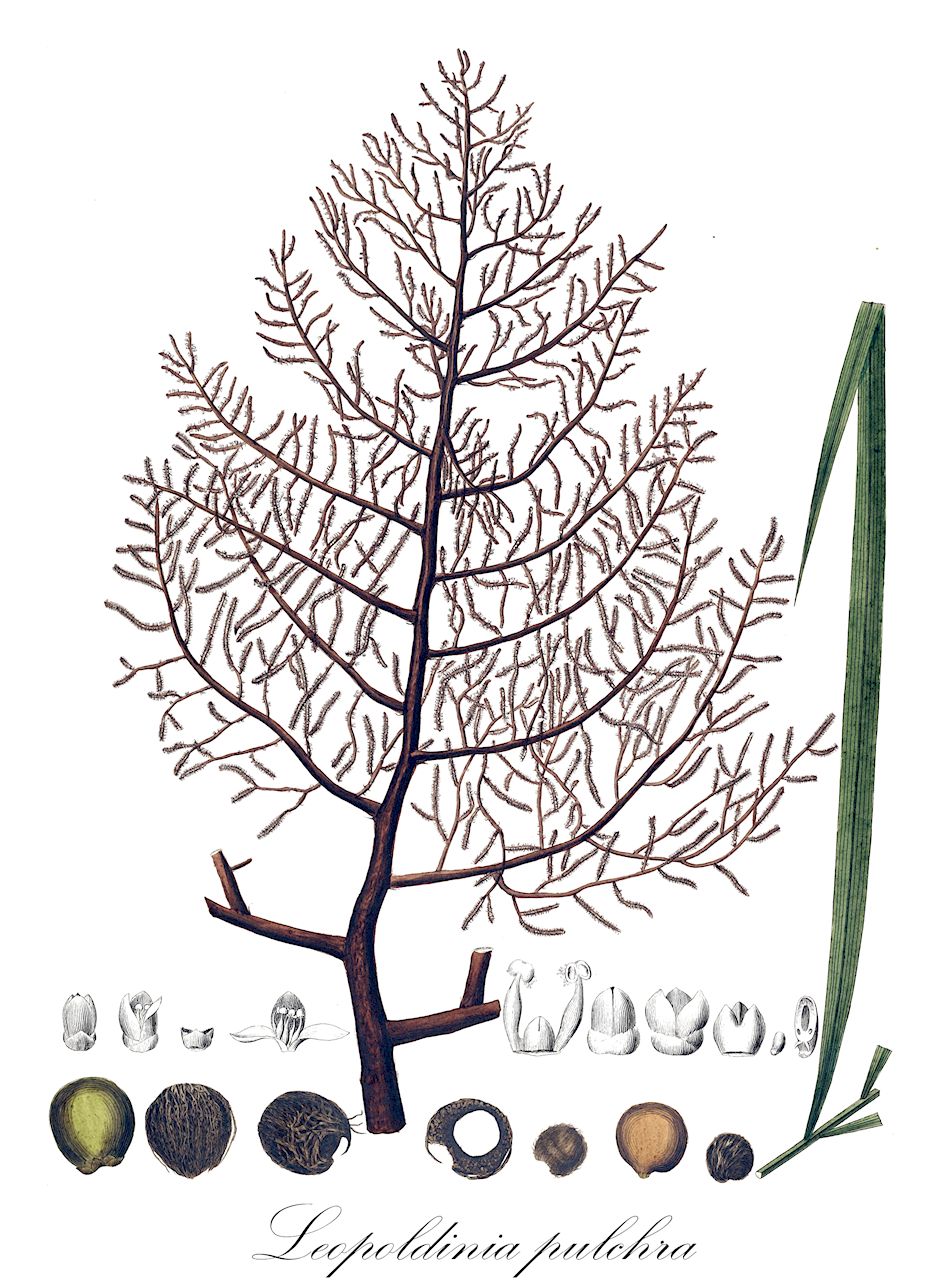 Leopoldinia pulchra - Arecaceae,Plantae,Pteridobiotina,Angiosperms,Arecales,Arecaceae,Leopoldinia,Leopoldinia pulchra,Leopoldinia insignis