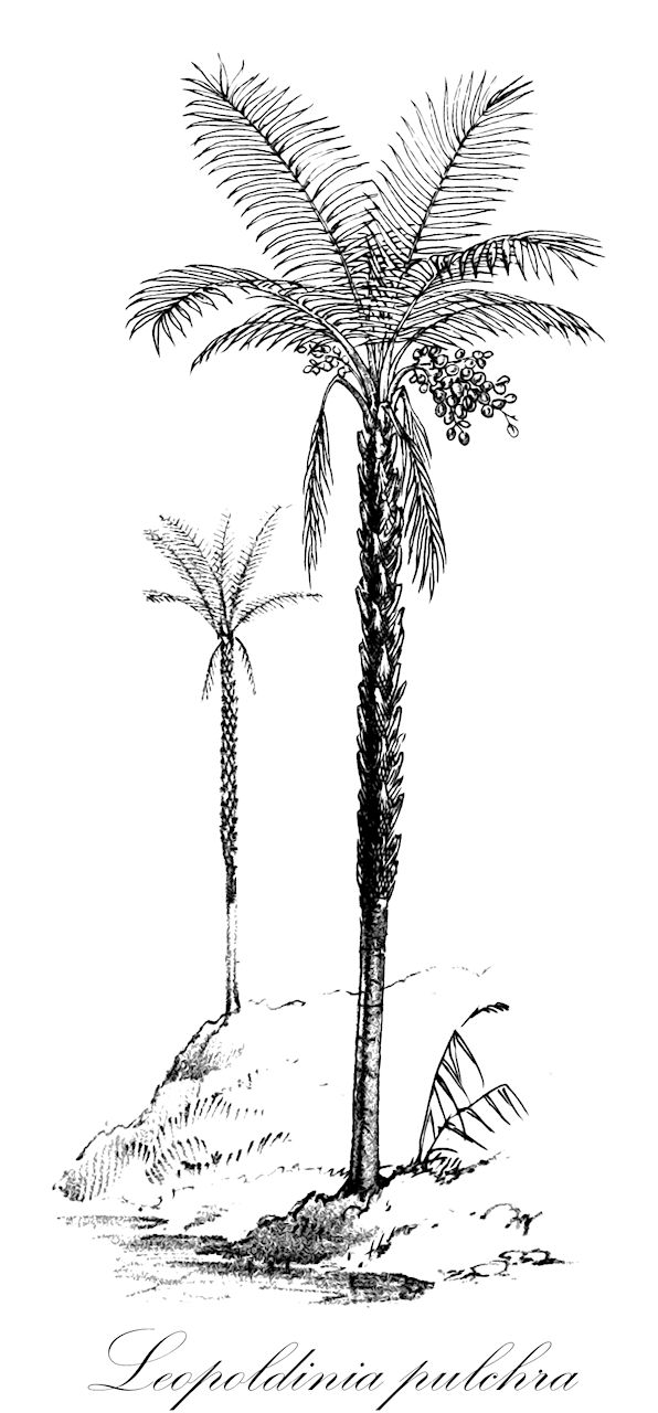 Leopoldinia pulchra - Arecaceae,Plantae,Pteridobiotina,Angiosperms,Arecales,Arecaceae,Leopoldinia,Leopoldinia pulchra,Leopoldinia insignis
