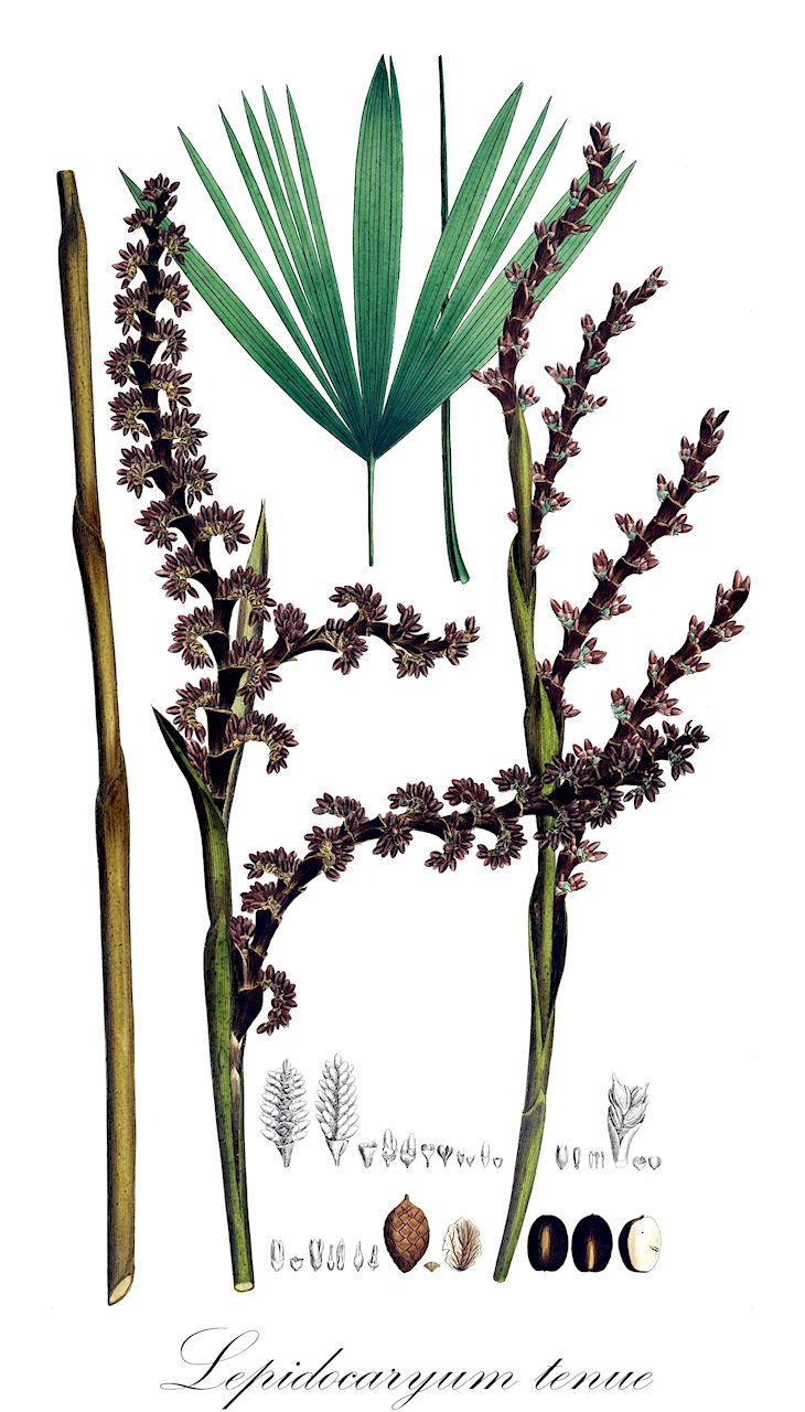 Lepidocaryum tenue - Arecaceae,Plantae,Pteridobiotina,Angiosperms,Arecales,Arecaceae,Lepidocaryum,Lepidocaryum tenue,Mauritia tenuis