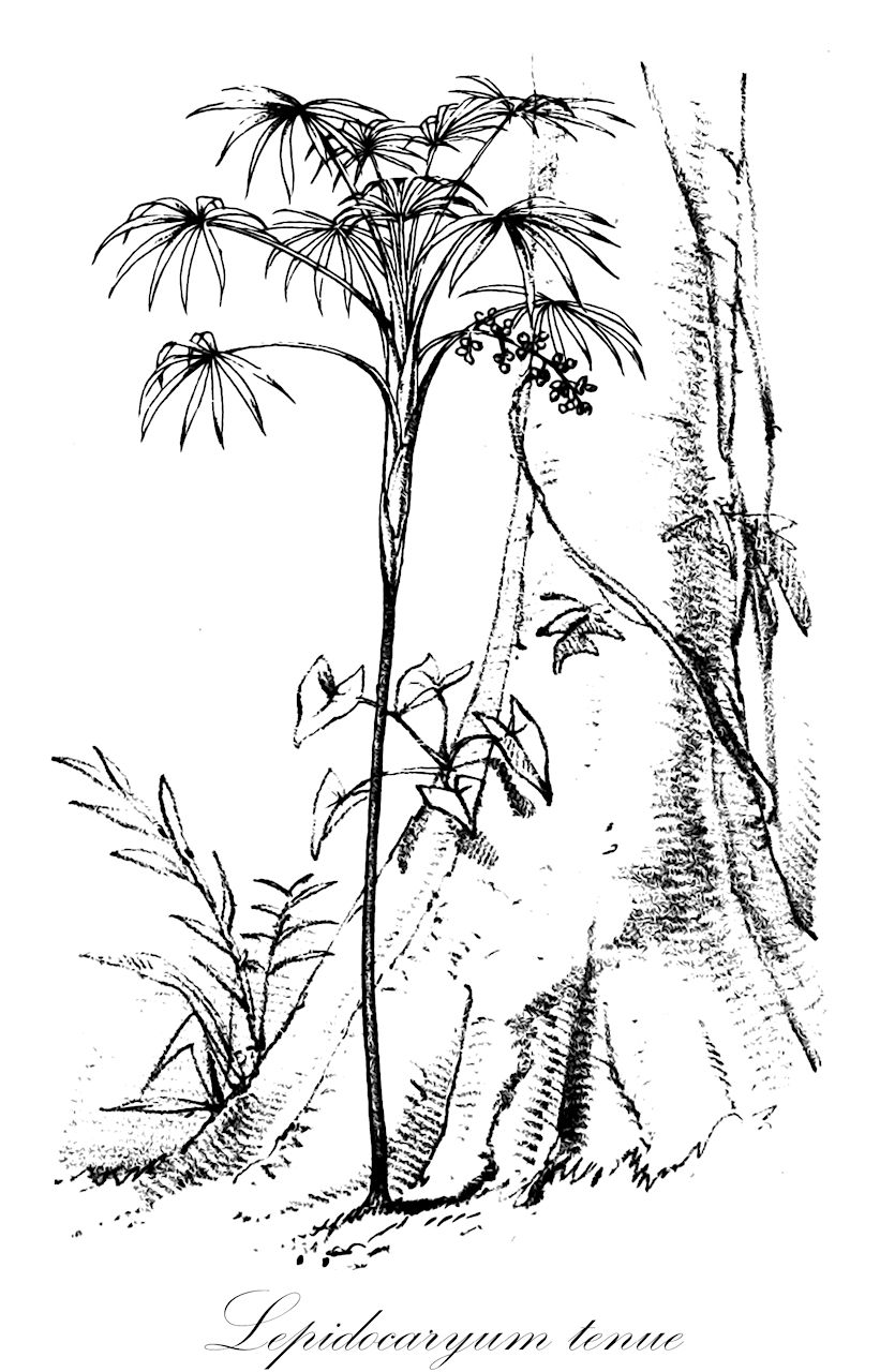 Lepidocaryum tenue - Arecaceae,Plantae,Pteridobiotina,Angiosperms,Arecales,Arecaceae,Lepidocaryum,Lepidocaryum tenue,Mauritia tenuis