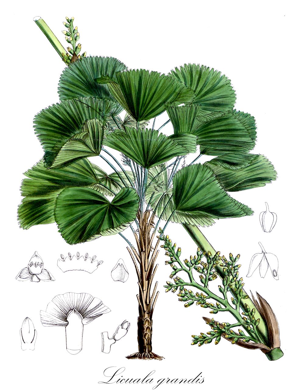 Licuala grandis - Arecaceae,Plantae,Pteridobiotina,Angiosperms,Arecales,Arecaceae,Licuala,Licuala grandis,Pritchardia grandis, Pritchardia grandis,Licualapalme