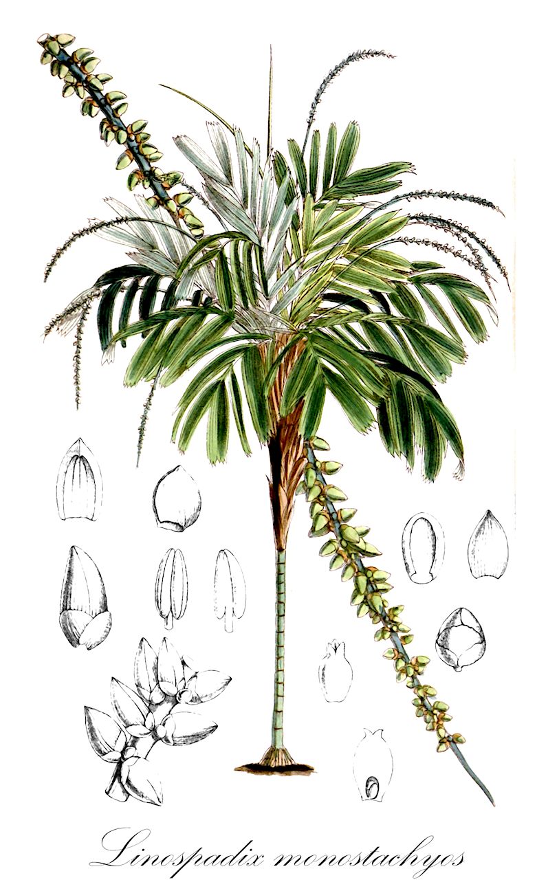 Linospadix monostachyos - Arecaceae,Plantae,Pteridobiotina,Angiosperms,Arecales,Arecaceae,Linospadix,Linospadix monostachyos