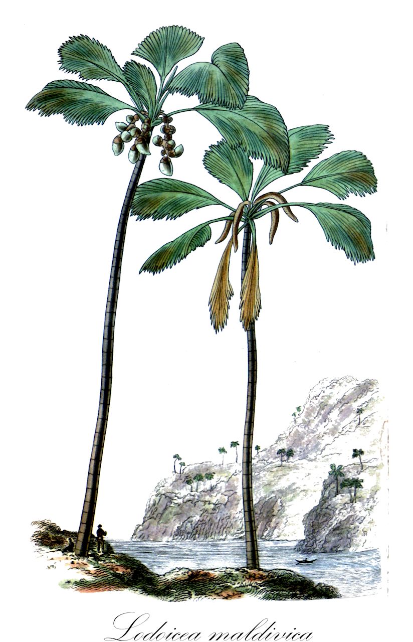 Lodoicea maldivica - Arecaceae,Plantae,Pteridobiotina,Angiosperms,Arecales,Arecaceae,Lodoicea,Lodoicea maldivica,Borassus sonneratii, Cocos maldivica, Cocos maritima, Lodoicea callypige, Lodoicea sechellarum, Lodoicea sonneratii,Seychellennuss;Seychellenpalme