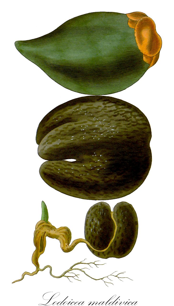 Lodoicea maldivica - Arecaceae,Plantae,Pteridobiotina,Angiosperms,Arecales,Arecaceae,Lodoicea,Lodoicea maldivica,Borassus sonneratii, Cocos maldivica, Cocos maritima, Lodoicea callypige, Lodoicea sechellarum, Lodoicea sonneratii,Seychellennuss;Seychellenpalme