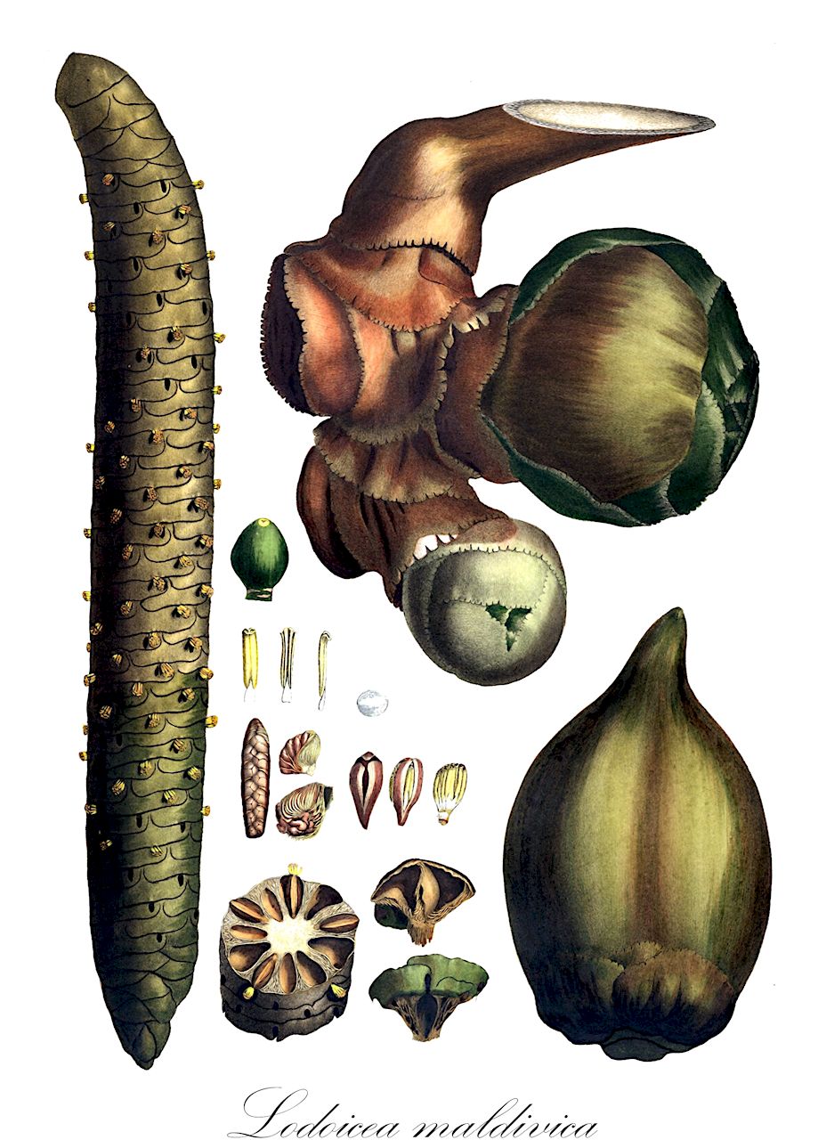 Lodoicea maldivica - Arecaceae,Plantae,Pteridobiotina,Angiosperms,Arecales,Arecaceae,Lodoicea,Lodoicea maldivica,Borassus sonneratii, Cocos maldivica, Cocos maritima, Lodoicea callypige, Lodoicea sechellarum, Lodoicea sonneratii,Seychellennuss;Seychellenpalme