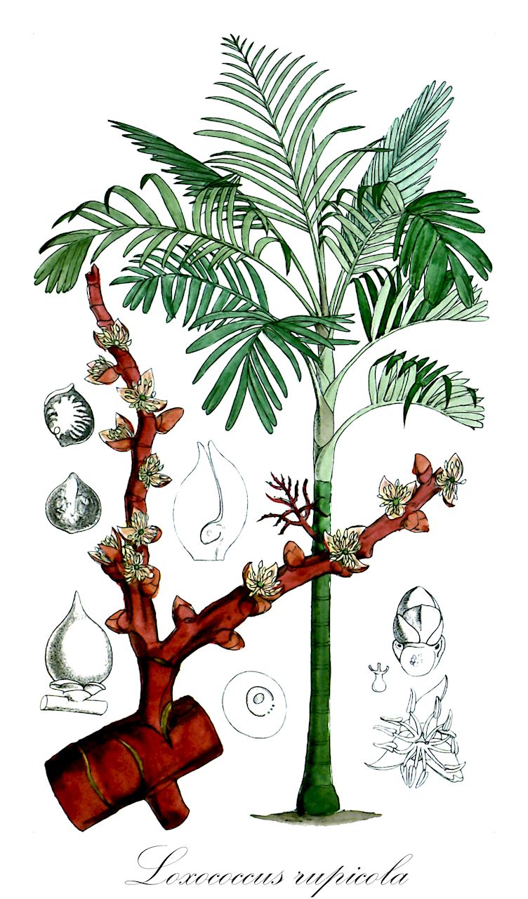 Loxococcus rupicola - Arecaceae,Plantae,Pteridobiotina,Angiosperms,Arecales,Arecaceae,Loxococcus,Loxococcus rupicola,Loxococcus rupicola, Ptychosperma rupicola