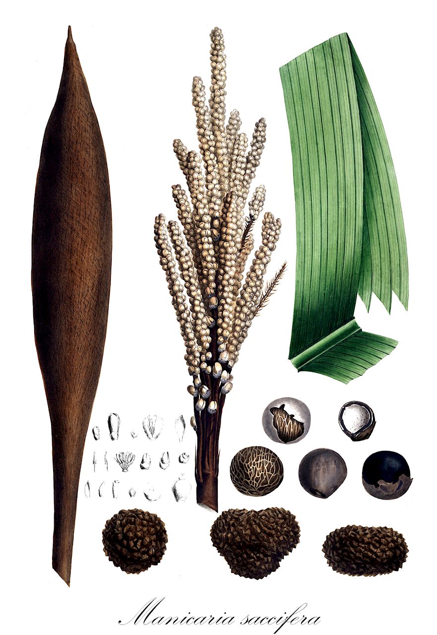 Manicaria saccifera - Arecaceae,Plantae,Pteridobiotina,Angiosperms,Arecales,Arecaceae,Manicaria,Manicaria saccifera,Manicaria atricha, Manicaria plukenetii, Manicaria saccifera var. mediterranea, Manicaria saccifera var. plukenetii, Pilophora saccifera, Pilophora testicularis
