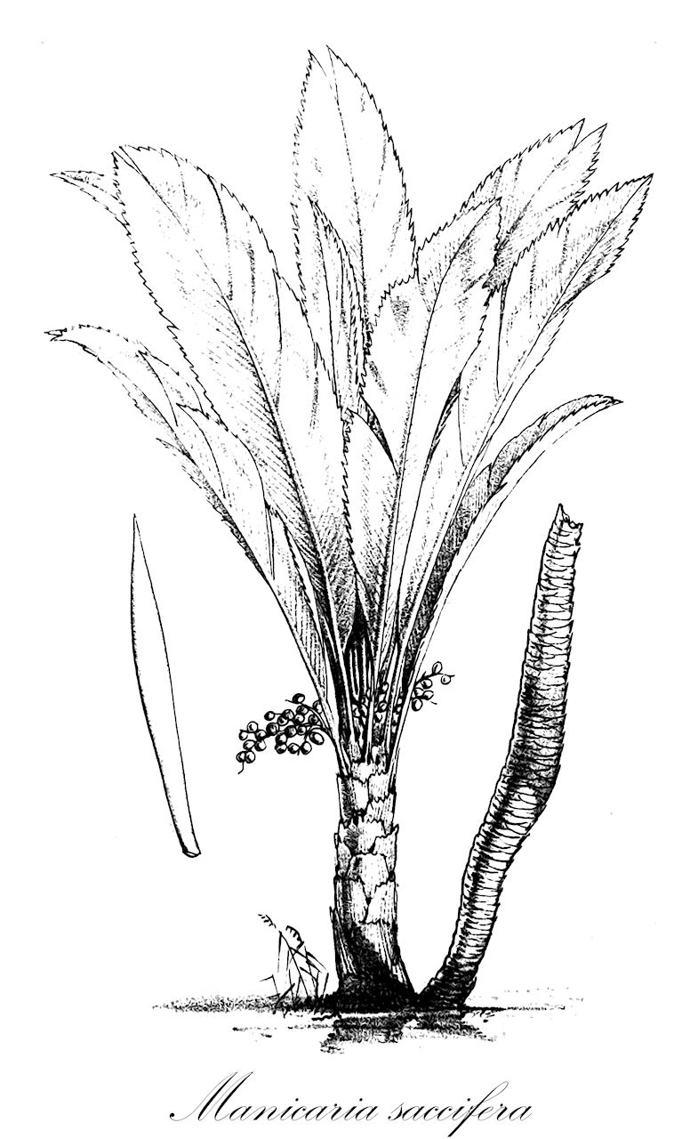 Manicaria saccifera - Arecaceae,Plantae,Pteridobiotina,Angiosperms,Arecales,Arecaceae,Manicaria,Manicaria saccifera,Manicaria atricha, Manicaria plukenetii, Manicaria saccifera var. mediterranea, Manicaria saccifera var. plukenetii, Pilophora saccifera, Pilophora testicularis