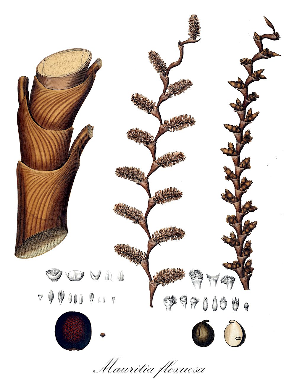 Mauritia flexuosa - Arecaceae,Plantae,Pteridobiotina,Angiosperms,Arecales,Arecaceae,Mauritia,Mauritia flexuosa,Mauritia flexuosa var. venezuelana, Mauritia minor, Mauritia sagus, Mauritia setigera, Mauritia sphaerocarpa, Mauritia vinifera, Saguerus americanus