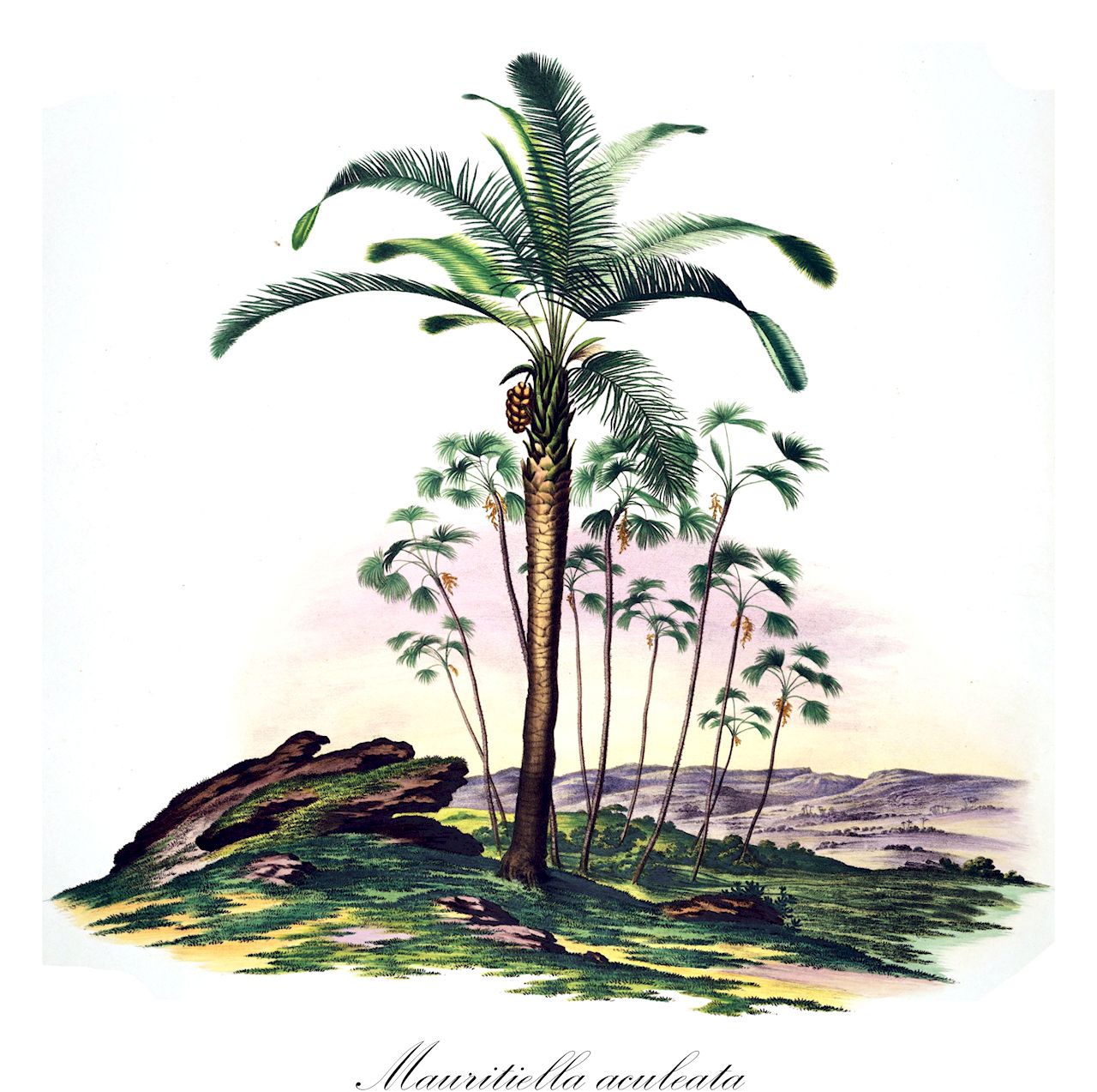 Mauritiella aculeata - Arecaceae,Plantae,Pteridobiotina,Angiosperms,Arecales,Arecaceae,Mauritiella,Mauritiella aculeata,Lepidococcus aculeatus, Lepidococcus aculeatus, Mauritia aculeata, Mauritia amazonica, Mauritia cataractarum, Mauritia gracilis, Mauritia limnophylla, Mauritiella cataractarum