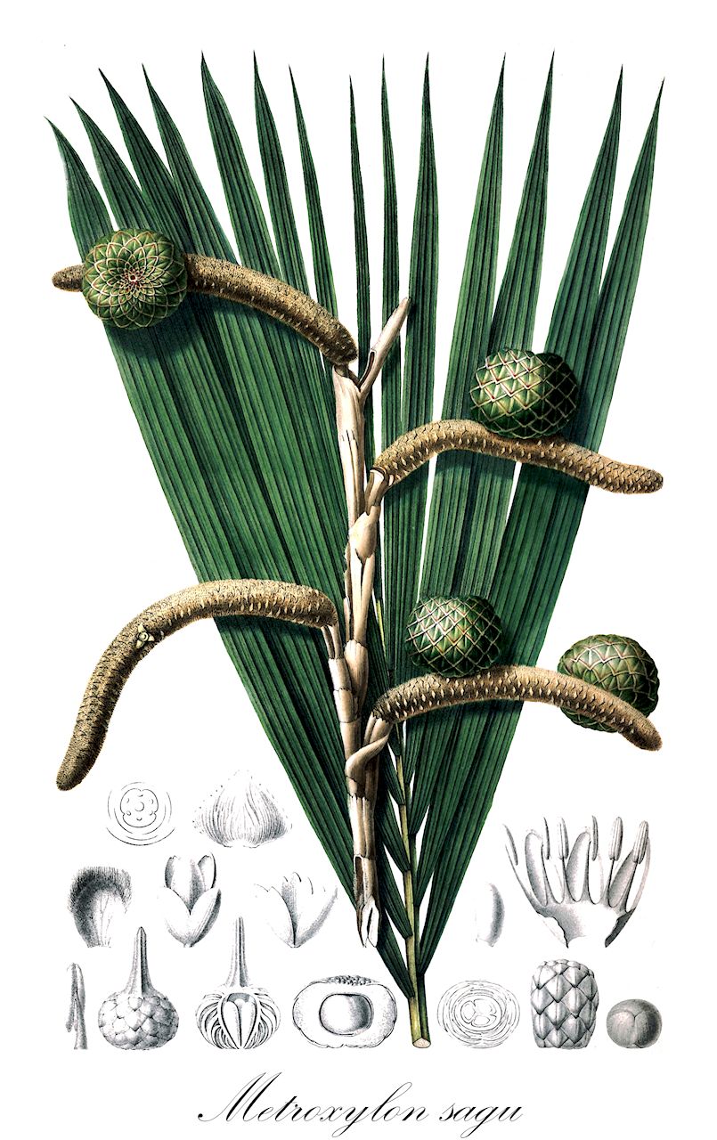 Metroxylon sagu - Arecaceae,Plantae,Pteridobiotina,Angiosperms,Arecales,Arecaceae,Metroxylon,Metroxylon sagu,Metroxylon hermaphroditum, Metroxylon inerme, Metroxylon laeve, Metroxylon longispinum, Metroxylon micracanthum, Metroxylon oxybracteatum, Metroxylon rumphii, Metroxylon sago, Metroxylon sagu f. longispinum, Metroxylon sagu f. micracanthum, Metroxylon sagu f. tuberatum, Metroxylon squarrosum, Metroxylon sylvestre, Sagus americana, Sagus genuina, Sagus genuina unr. laevis, Sagus genuina unr. longispina, Sagus genuina unr. sylvestris, Sagus inermis, Sagus koenigii, Sagus laevis, Sagus laevis, Sagus longispina, Sagus longispina, Sagus micracantha, Sagus rumphii, Sagus sagu, Sagus spinosa, Sagus sylvestris, Sagus sylvestris,Sagopalme