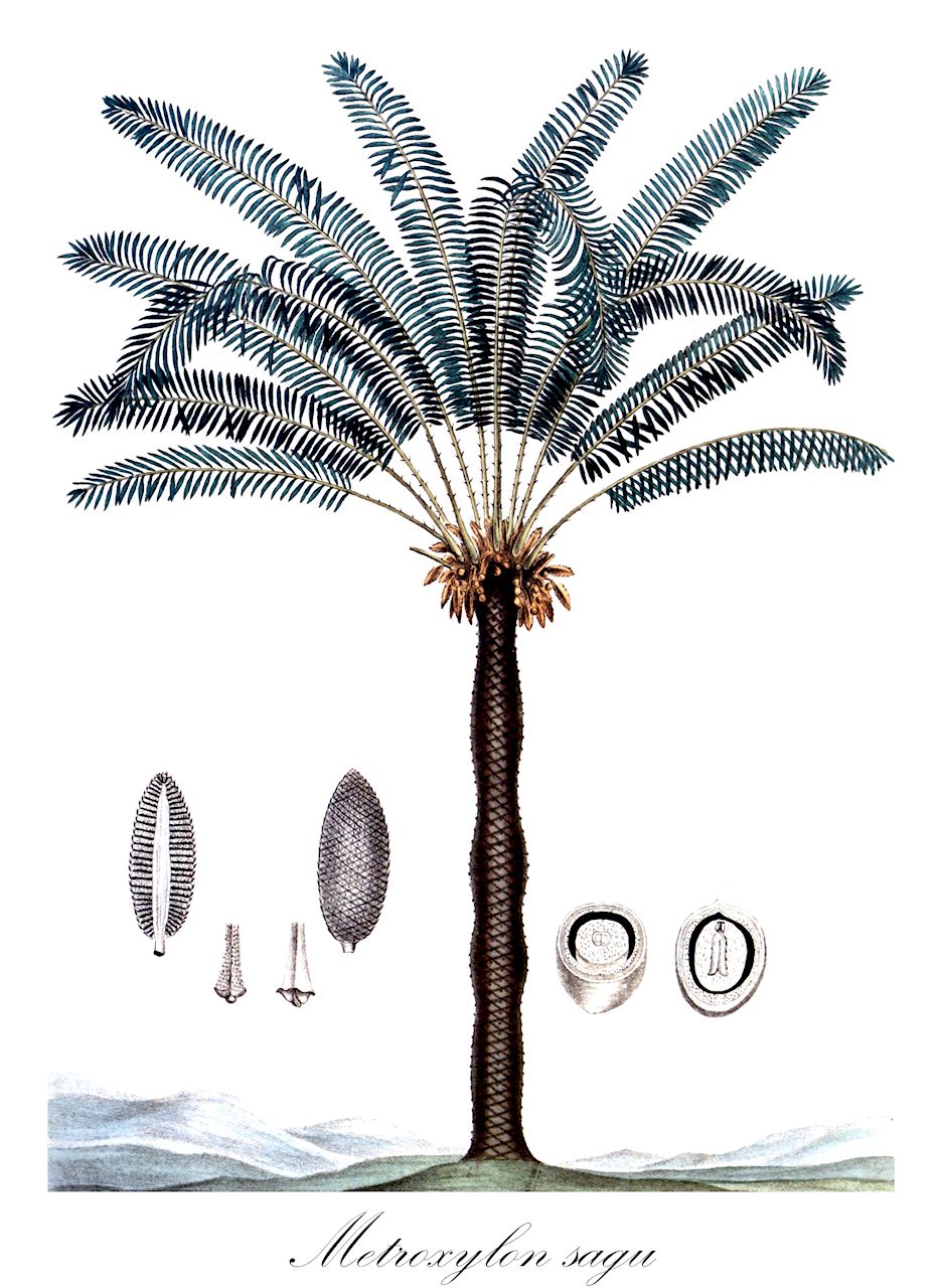 Metroxylon sagu - Arecaceae,Plantae,Pteridobiotina,Angiosperms,Arecales,Arecaceae,Metroxylon,Metroxylon sagu,Metroxylon hermaphroditum, Metroxylon inerme, Metroxylon laeve, Metroxylon longispinum, Metroxylon micracanthum, Metroxylon oxybracteatum, Metroxylon rumphii, Metroxylon sago, Metroxylon sagu f. longispinum, Metroxylon sagu f. micracanthum, Metroxylon sagu f. tuberatum, Metroxylon squarrosum, Metroxylon sylvestre, Sagus americana, Sagus genuina, Sagus genuina unr. laevis, Sagus genuina unr. longispina, Sagus genuina unr. sylvestris, Sagus inermis, Sagus koenigii, Sagus laevis, Sagus laevis, Sagus longispina, Sagus longispina, Sagus micracantha, Sagus rumphii, Sagus sagu, Sagus spinosa, Sagus sylvestris, Sagus sylvestris,Sagopalme