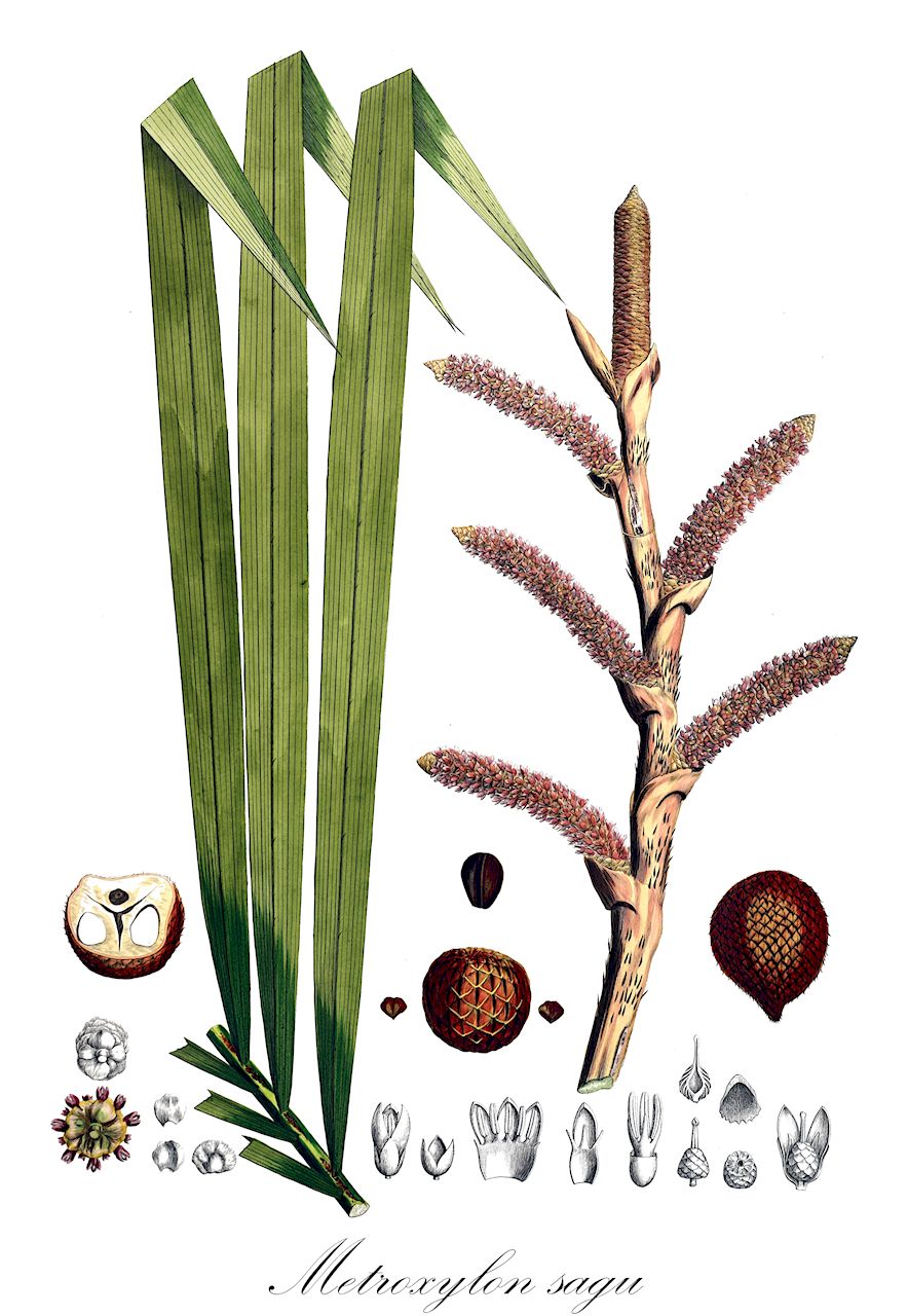 Metroxylon sagu - Arecaceae,Plantae,Pteridobiotina,Angiosperms,Arecales,Arecaceae,Metroxylon,Metroxylon sagu,Metroxylon hermaphroditum, Metroxylon inerme, Metroxylon laeve, Metroxylon longispinum, Metroxylon micracanthum, Metroxylon oxybracteatum, Metroxylon rumphii, Metroxylon sago, Metroxylon sagu f. longispinum, Metroxylon sagu f. micracanthum, Metroxylon sagu f. tuberatum, Metroxylon squarrosum, Metroxylon sylvestre, Sagus americana, Sagus genuina, Sagus genuina unr. laevis, Sagus genuina unr. longispina, Sagus genuina unr. sylvestris, Sagus inermis, Sagus koenigii, Sagus laevis, Sagus laevis, Sagus longispina, Sagus longispina, Sagus micracantha, Sagus rumphii, Sagus sagu, Sagus spinosa, Sagus sylvestris, Sagus sylvestris,Sagopalme