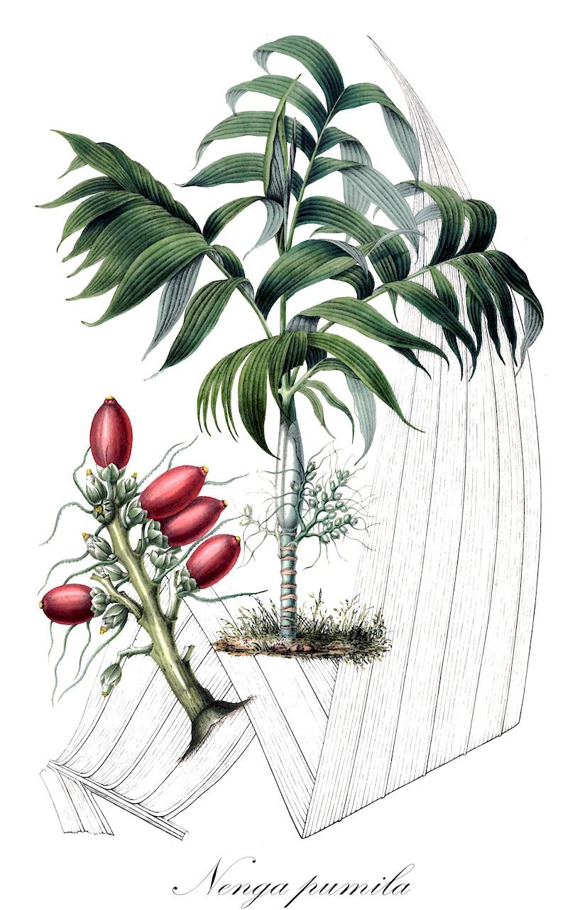 Nenga pumila - Arecaceae,Plantae,Pteridobiotina,Angiosperms,Arecales,Arecaceae,Nenga,Nenga pumila,Areca pumila, Areca triandra var. pumila, Pinanga pumila