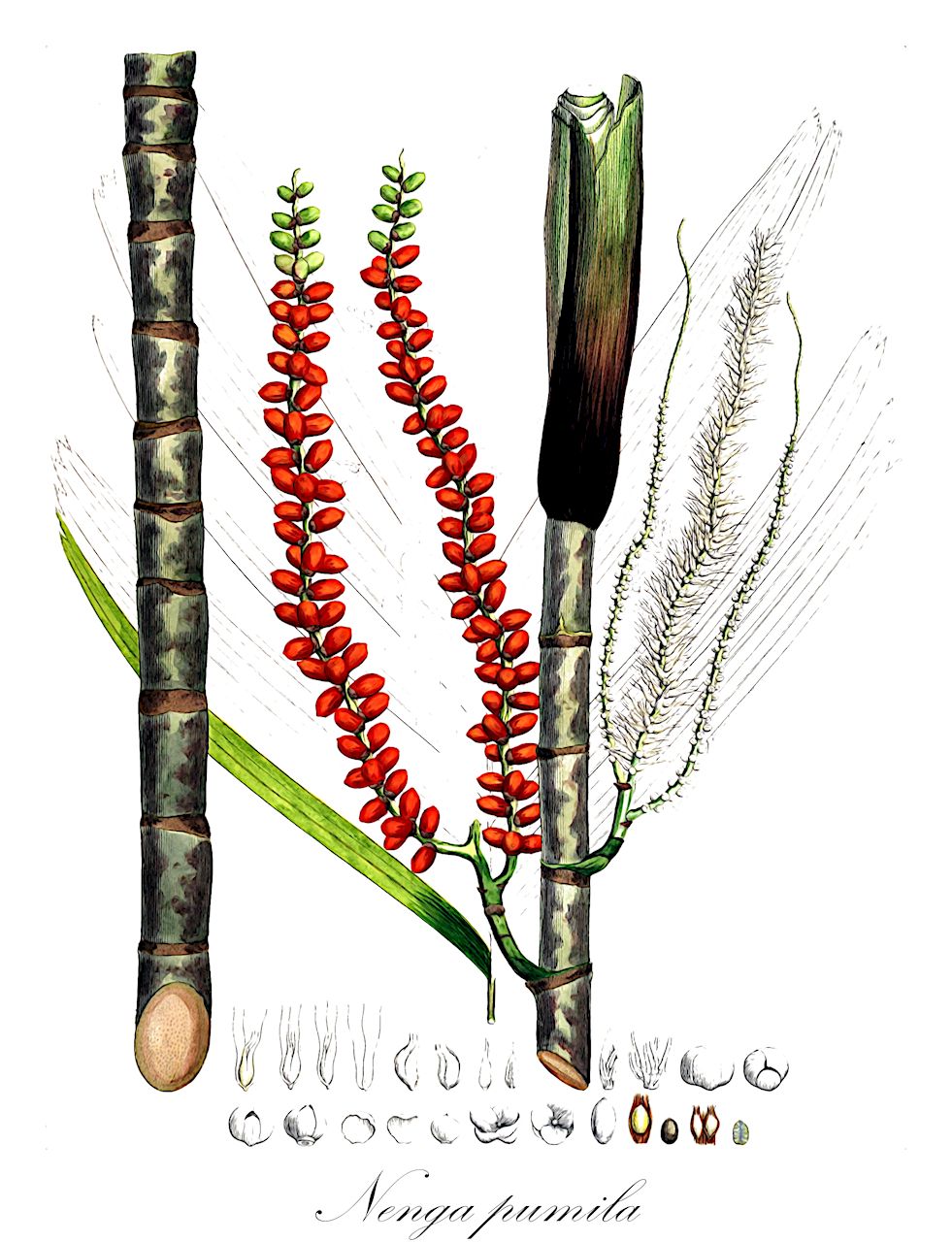Nenga pumila - Arecaceae,Plantae,Pteridobiotina,Angiosperms,Arecales,Arecaceae,Nenga,Nenga pumila,Areca pumila, Areca triandra var. pumila, Pinanga pumila