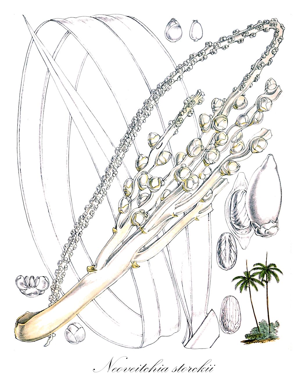 Neoveitchia storckii - Arecaceae,Plantae,Pteridobiotina,Angiosperms,Arecales,Arecaceae,Neoveitchia,Neoveitchia storckii,Kentia storckii, Veitchia storckii
