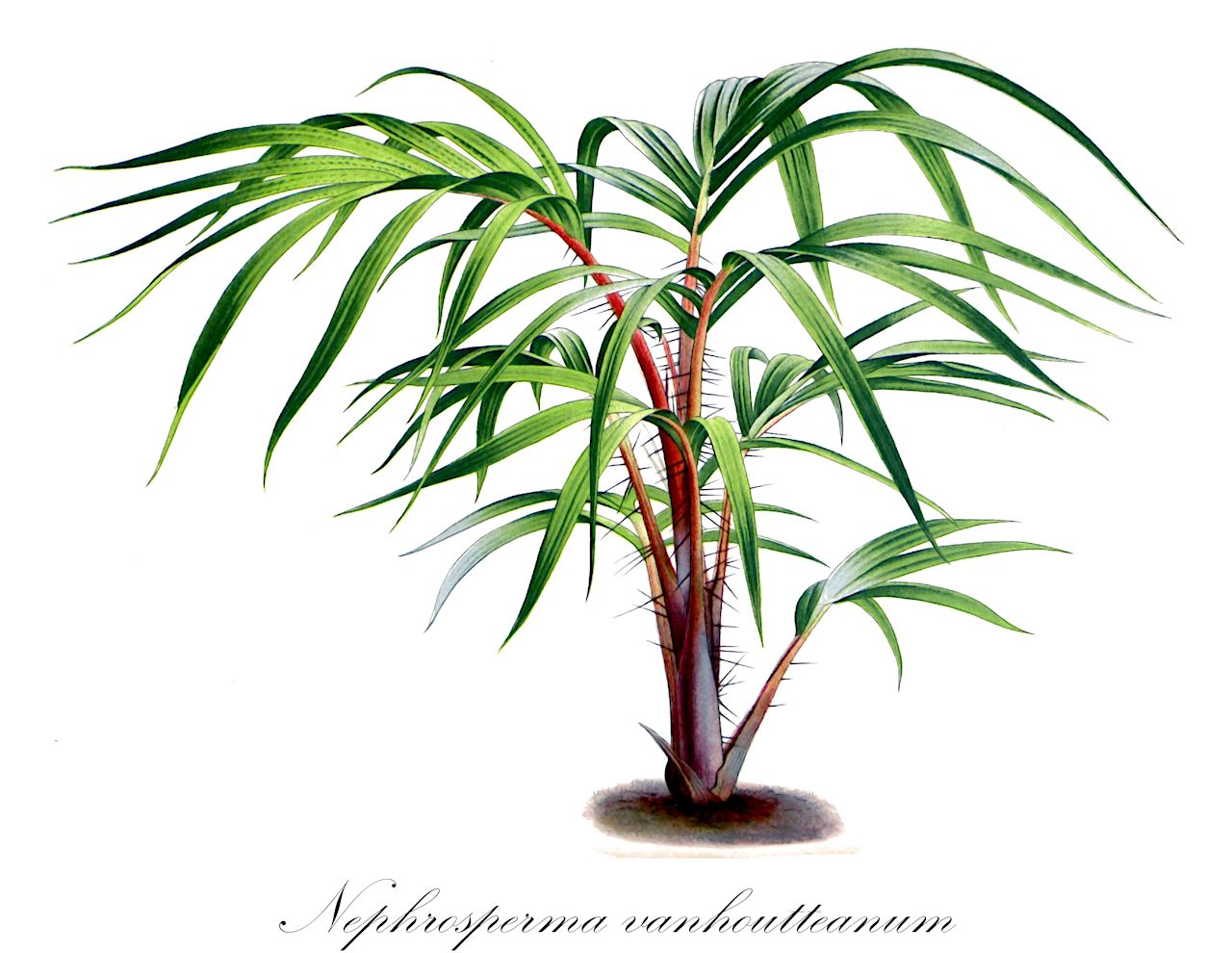 Nephrosperma vanhoutteanum - Arecaceae,Plantae,Pteridobiotina,Angiosperms,Arecales,Arecaceae,Nephrosperma,Nephrosperma vanhoutteanum,Areca nobilis, Areca nobilis, Oncosperma vanhoutteanum