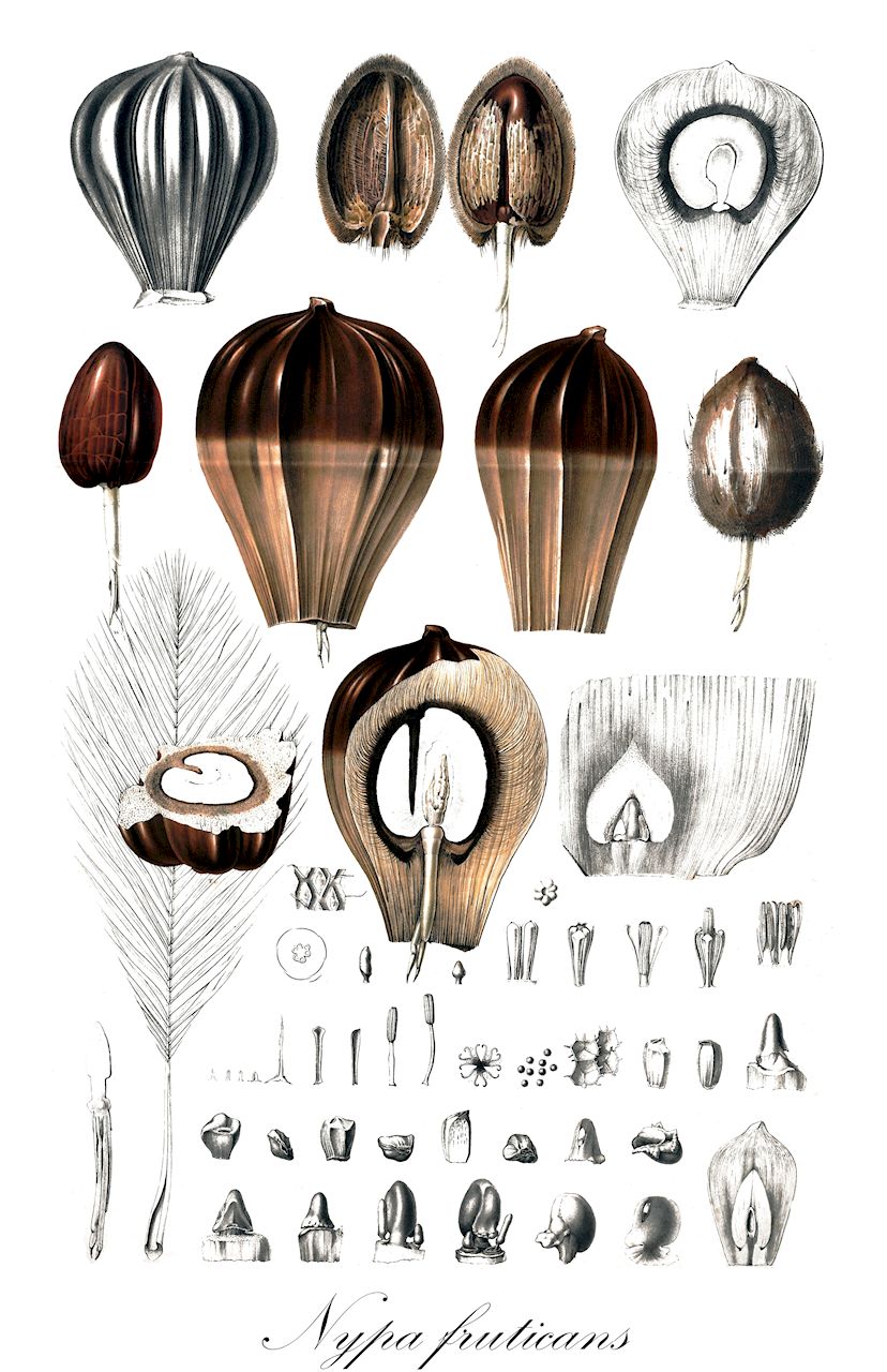 Nypa fruticans - Arecaceae,Plantae,Pteridobiotina,Angiosperms,Arecales,Arecaceae,Nypa,Nypa fruticans,Cocos nypa, Nipa arborescens, Nipa fruticans, Nipa litoralis, Nypa fruticans var. neameana