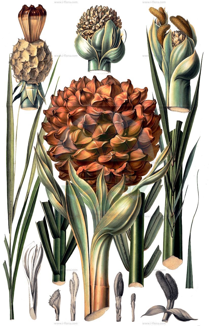Nypa fruticans - Arecaceae,Plantae,Pteridobiotina,Angiosperms,Arecales,Arecaceae,Nypa,Nypa fruticans,Cocos nypa, Nipa arborescens, Nipa fruticans, Nipa litoralis, Nypa fruticans var. neameana