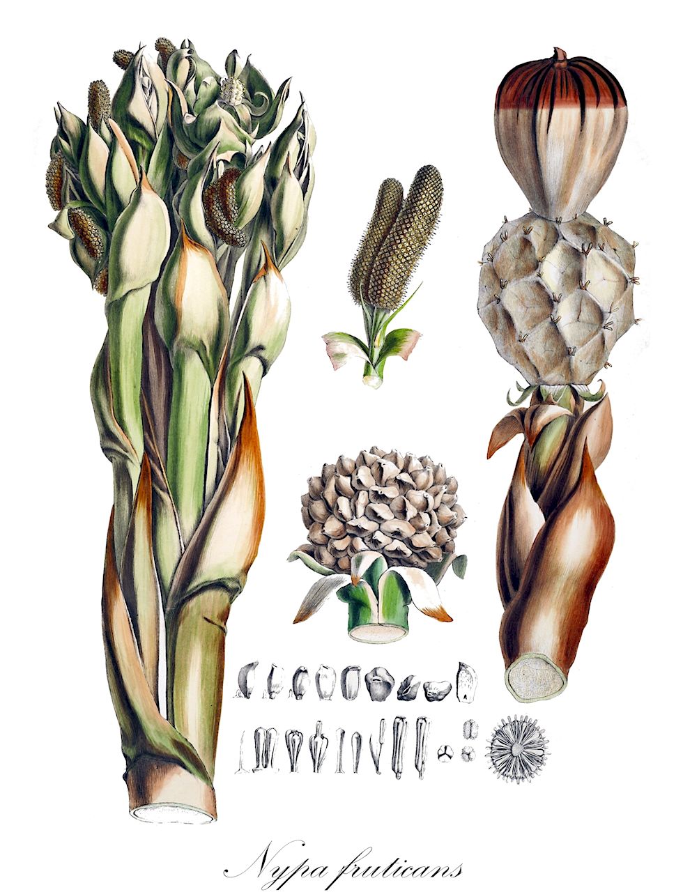 Nypa fruticans - Arecaceae,Plantae,Pteridobiotina,Angiosperms,Arecales,Arecaceae,Nypa,Nypa fruticans,Cocos nypa, Nipa arborescens, Nipa fruticans, Nipa litoralis, Nypa fruticans var. neameana