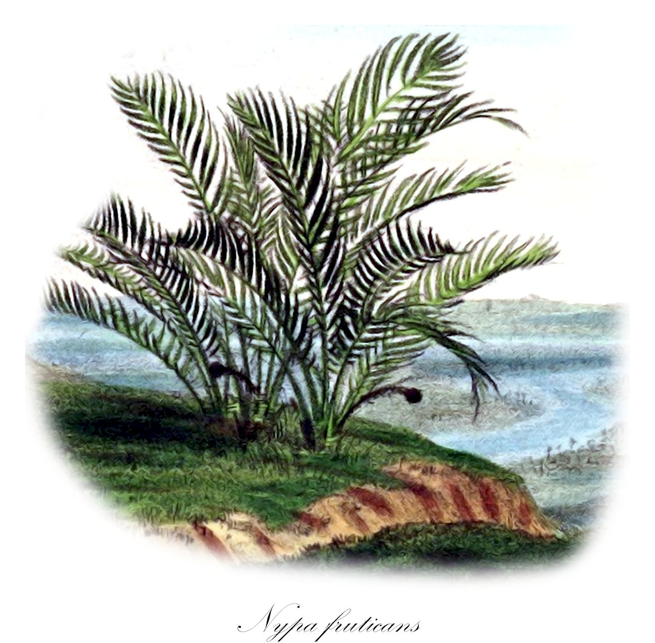 Nypa fruticans - Arecaceae,Plantae,Pteridobiotina,Angiosperms,Arecales,Arecaceae,Nypa,Nypa fruticans,Cocos nypa, Nipa arborescens, Nipa fruticans, Nipa litoralis, Nypa fruticans var. neameana